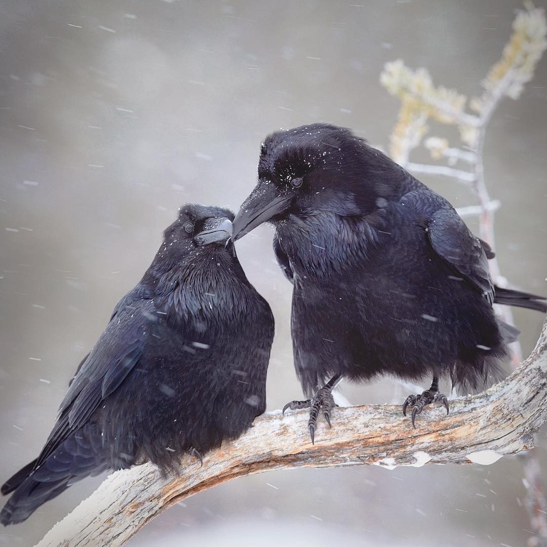 Tenderness - The photo, Birds, Crow