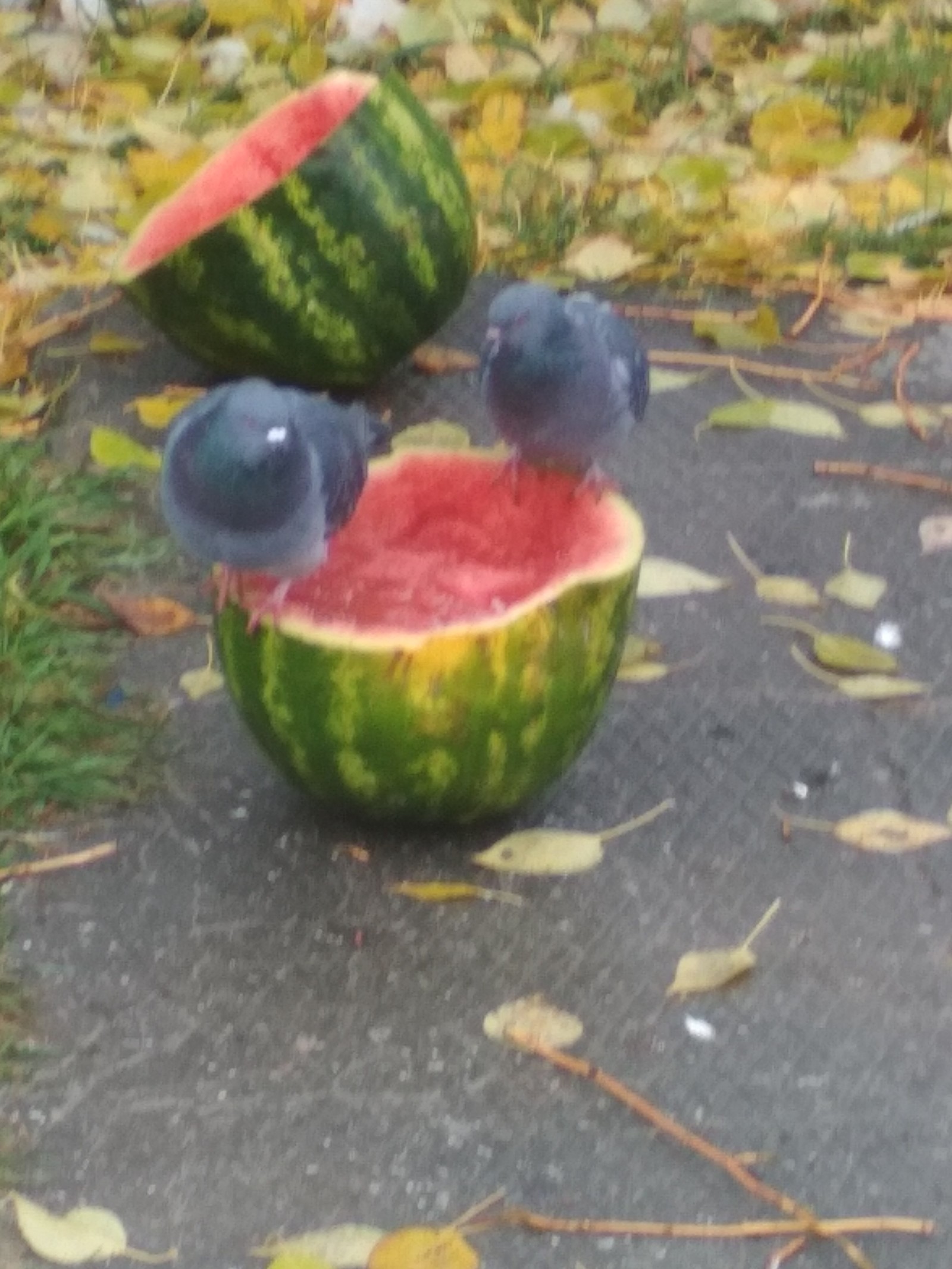 Pigeons and watermelon - Pigeon, Watermelon