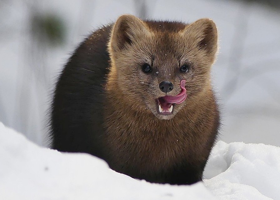 forest friend - Krasnoyarsk, Rescuers, Longpost, The photo, Sable