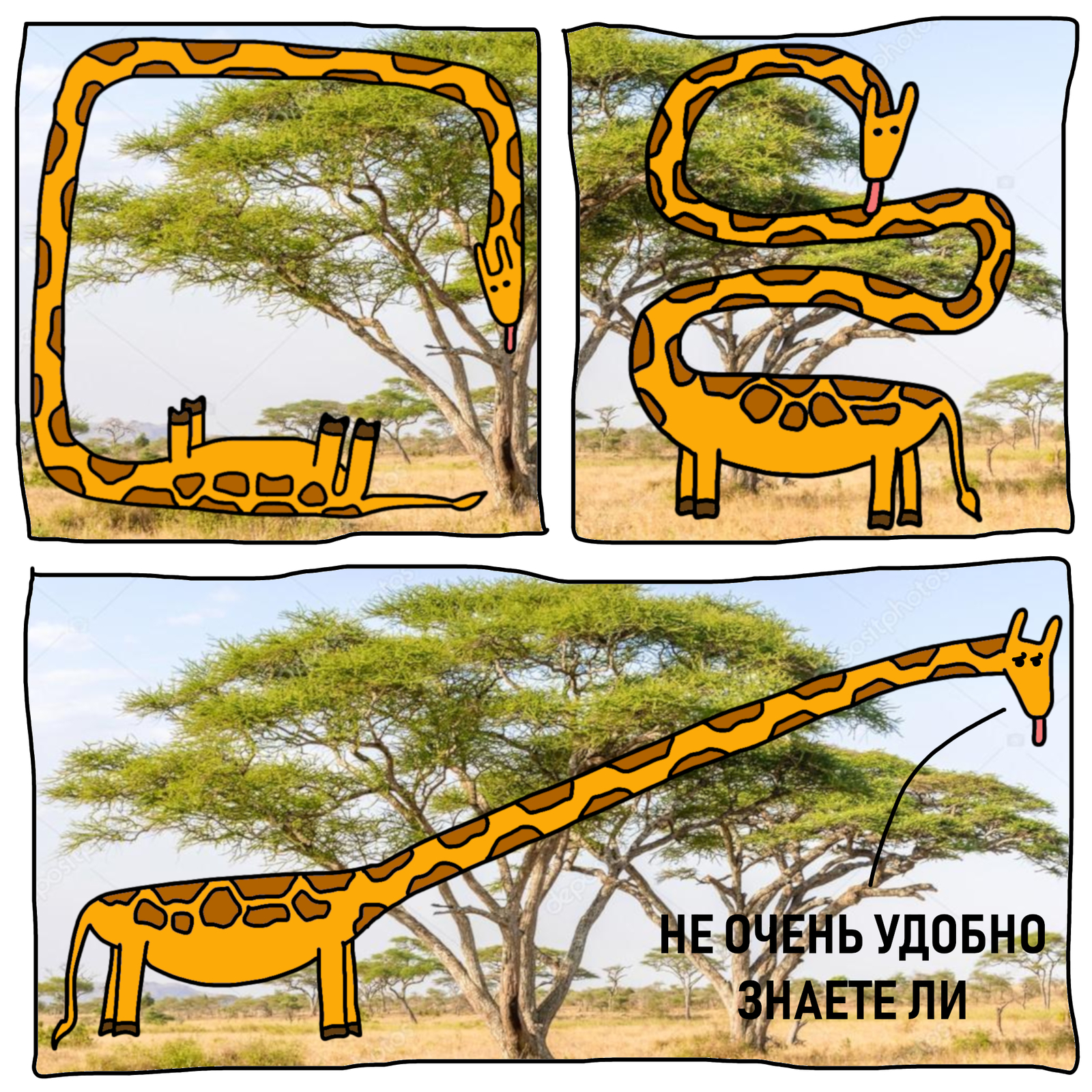 This is why there are no comics about giraffes - Giraffe, Comics, Savannah