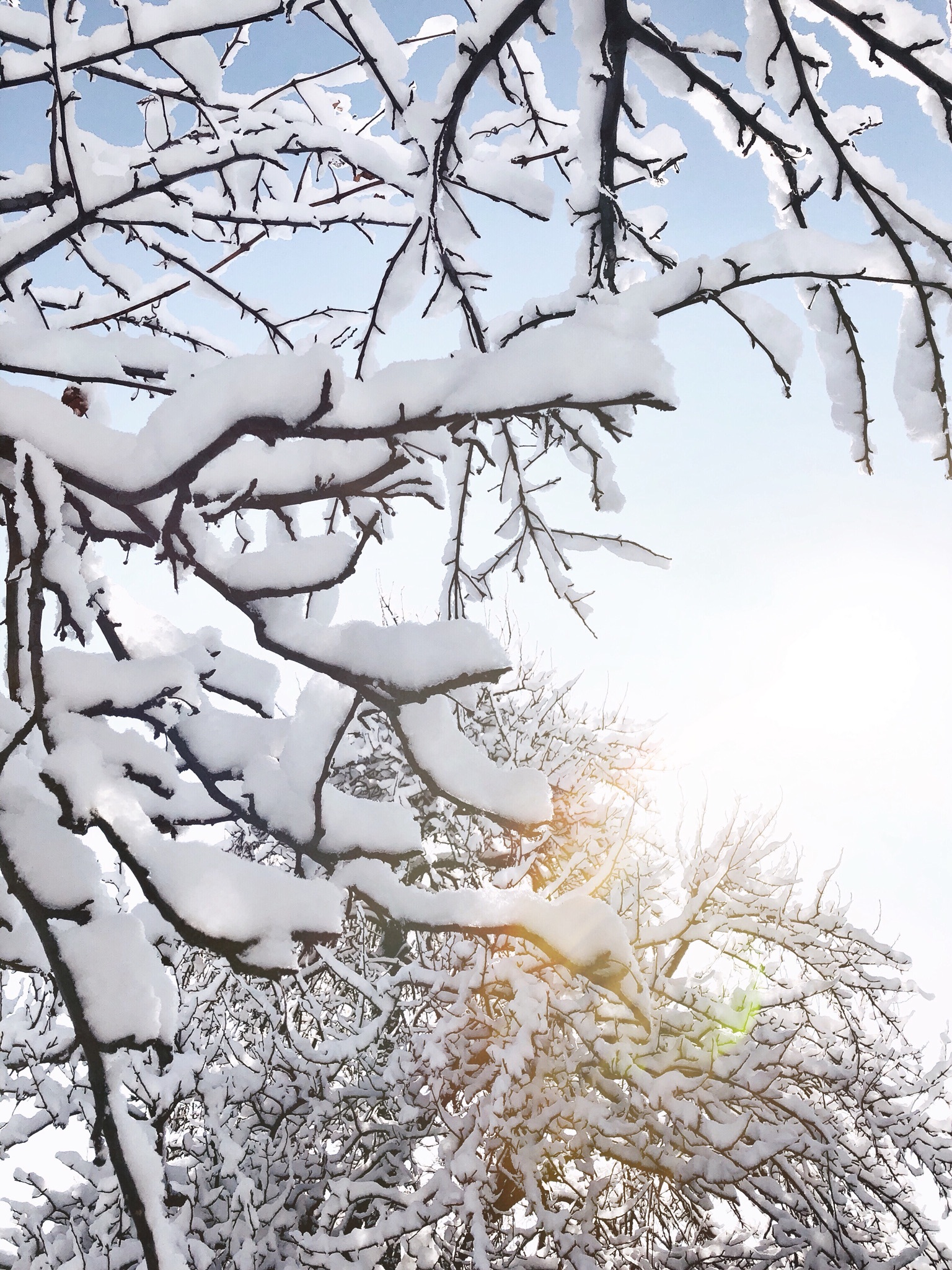 Frost and sun Almaty -13 - My, Almaty, Kazakhstan, The photo, The sun, Snow, freezing, Tree, 