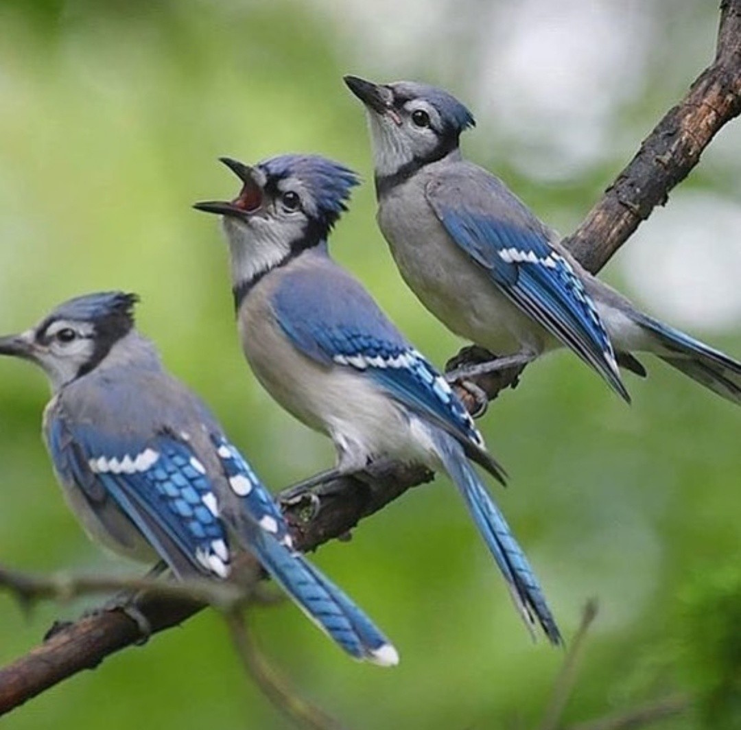 Shcha... I'll sing... - The photo, Birds, Jay