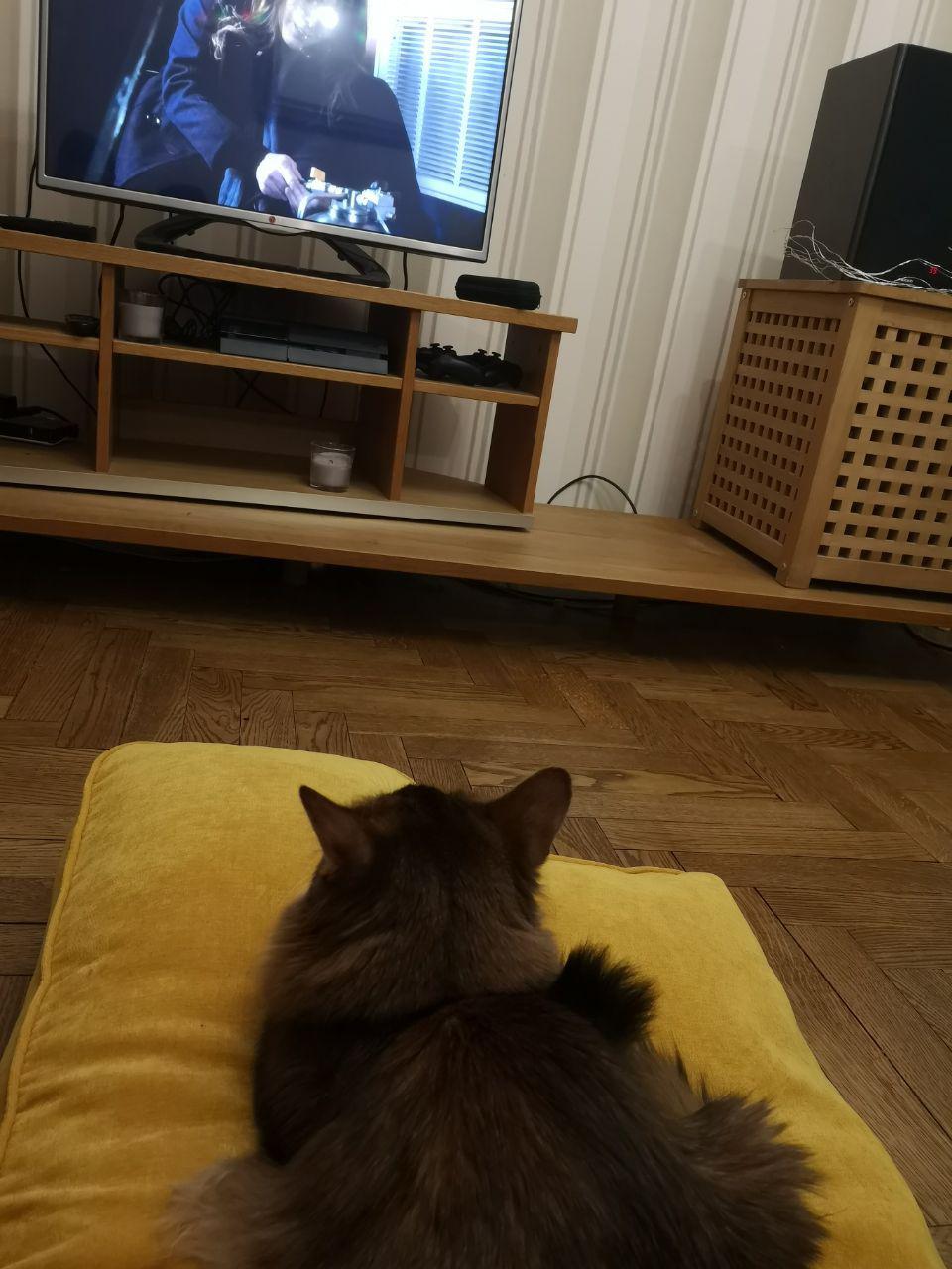 Family viewing of the series - My, cat, Catomafia, somali cat, Longpost