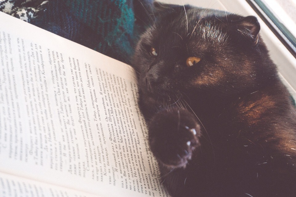 book cat - My, cat, Impudent muzzle, Longcat, Catomafia, Pets, Black cat, Books