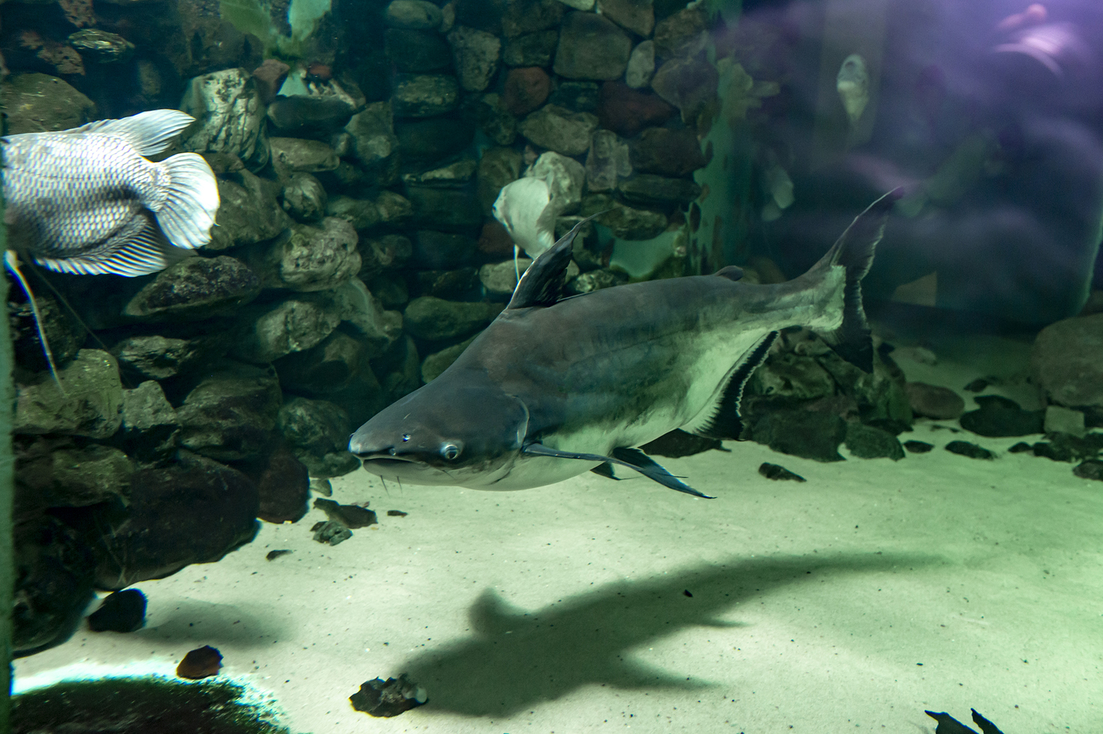 Hello again! - My, Penza Oceanarium, A fish, Oceanarium, Longpost