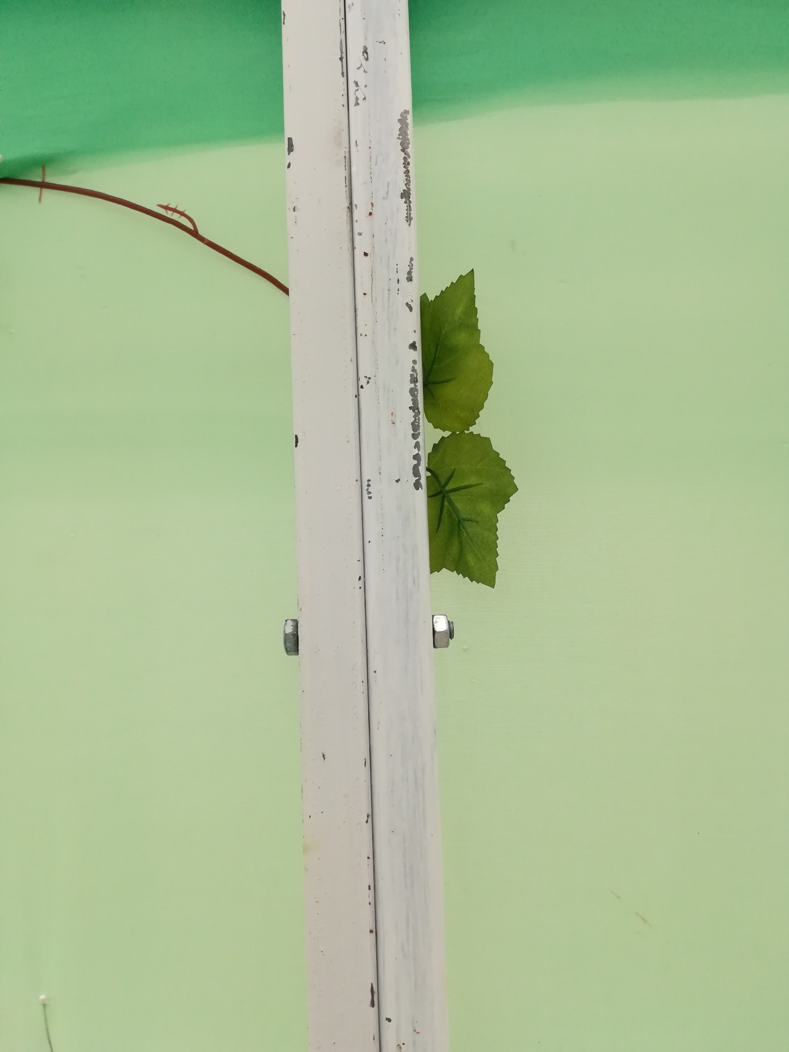 Butterfly exhibition as a business. - My, Longpost, Business, Butterfly, Exhibition