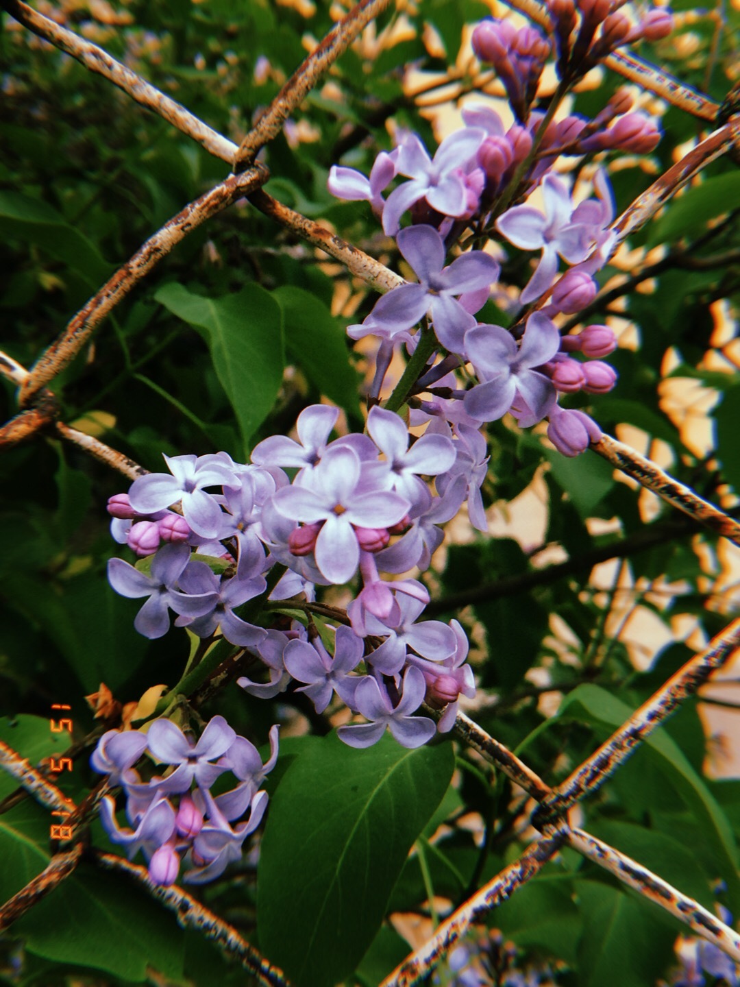 Some warm memories - My, Spring, Lilac, The photo