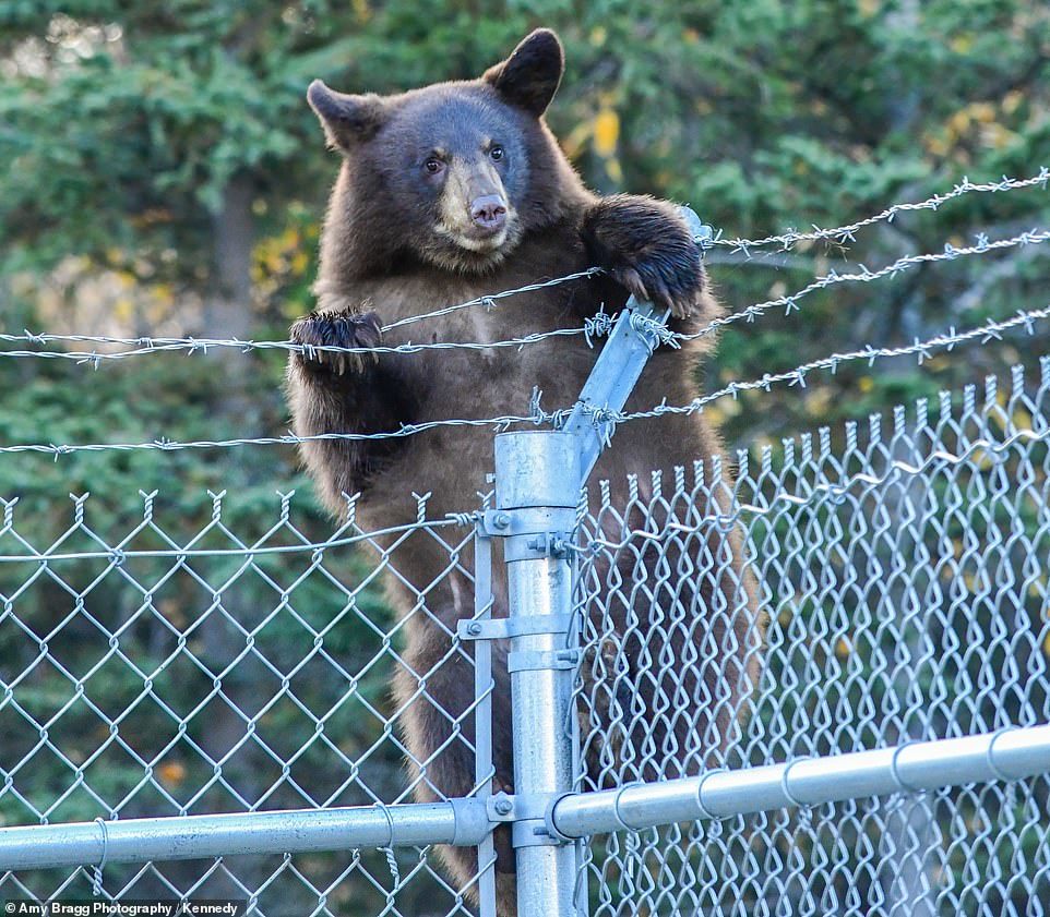 THE ESCAPE - Alaska, Animals, The Bears, USA, Longpost