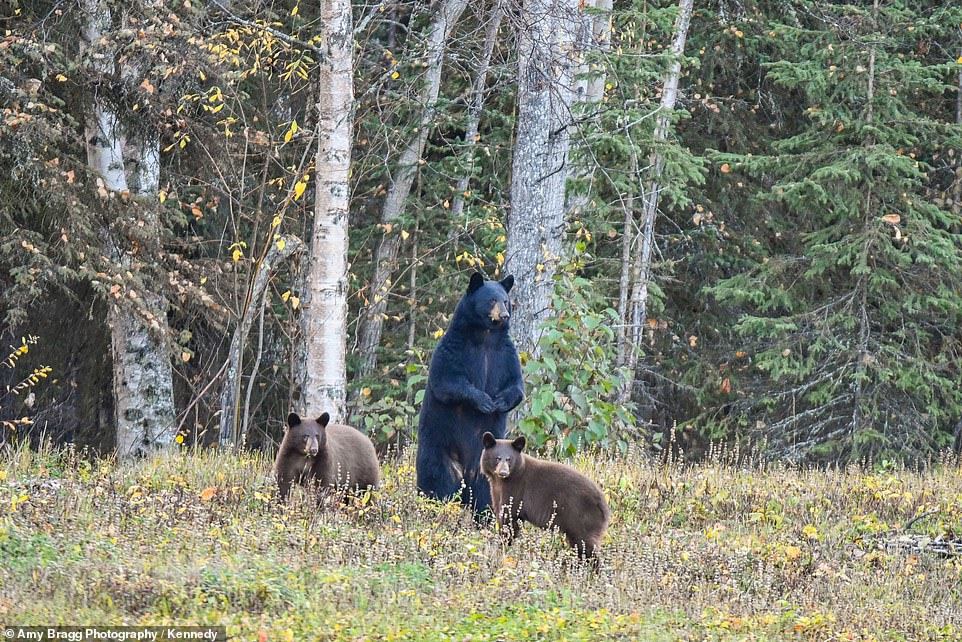 THE ESCAPE - Alaska, Animals, The Bears, USA, Longpost