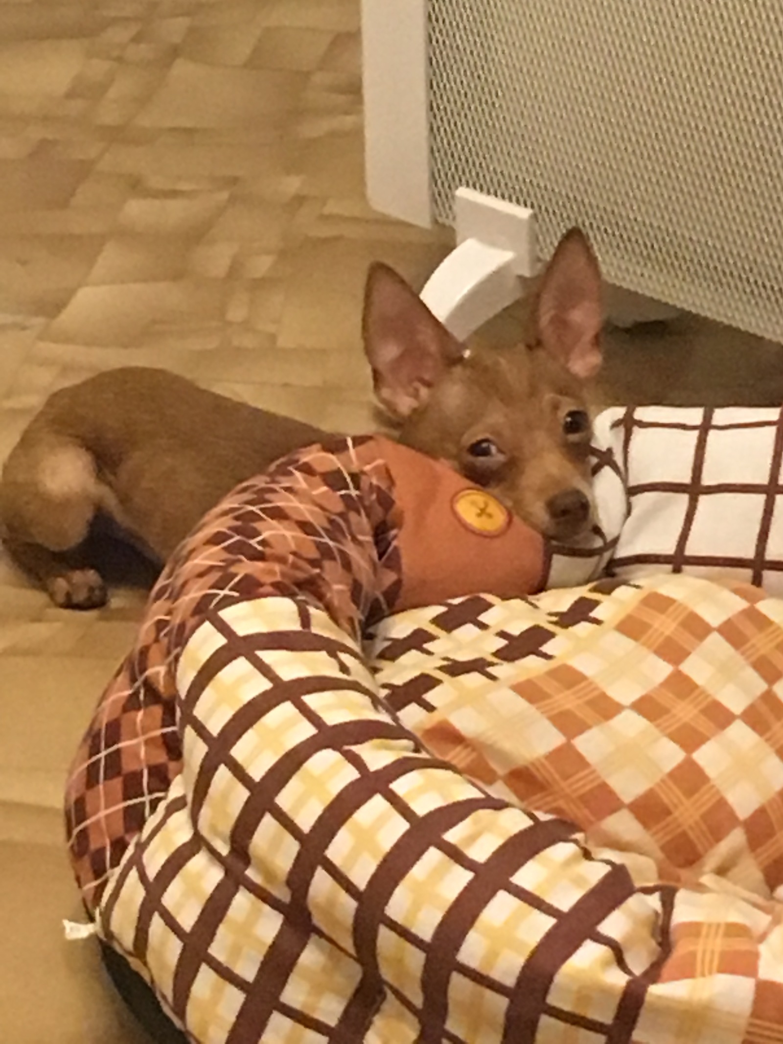 When your dog is the smartest. - My, Dog, Toy Terrier