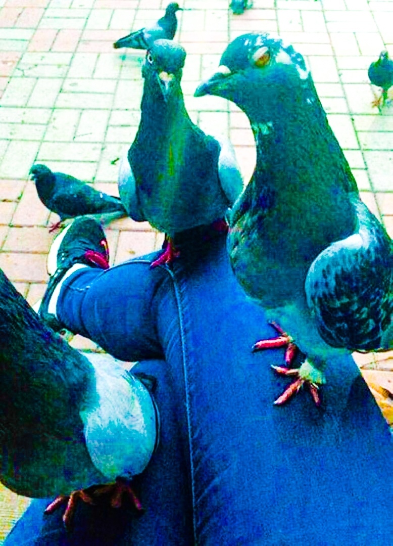 They say you have some bread? - Pigeon, Legs, Food, Sight