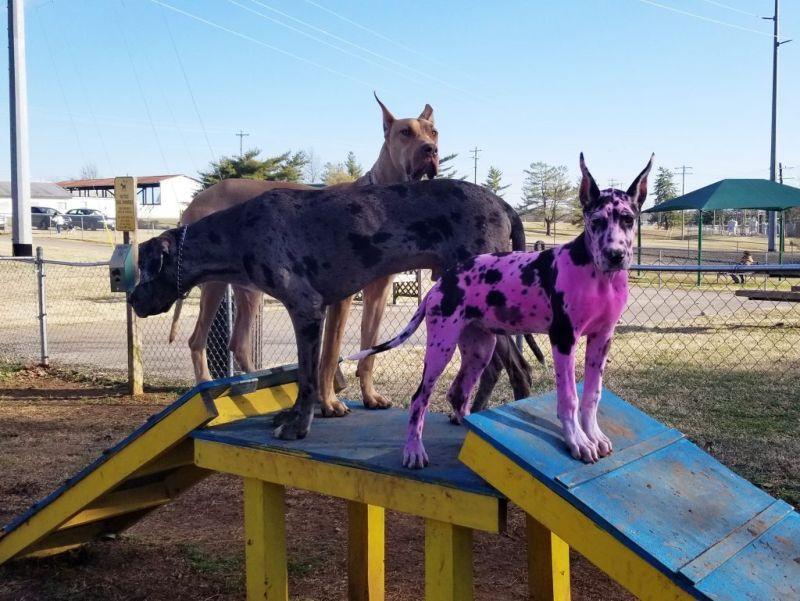 The girl painted the dog in pink, so that the dog would be liked by passers-by - Dog, Great Dane, Radical animal protection, Paints, Longpost