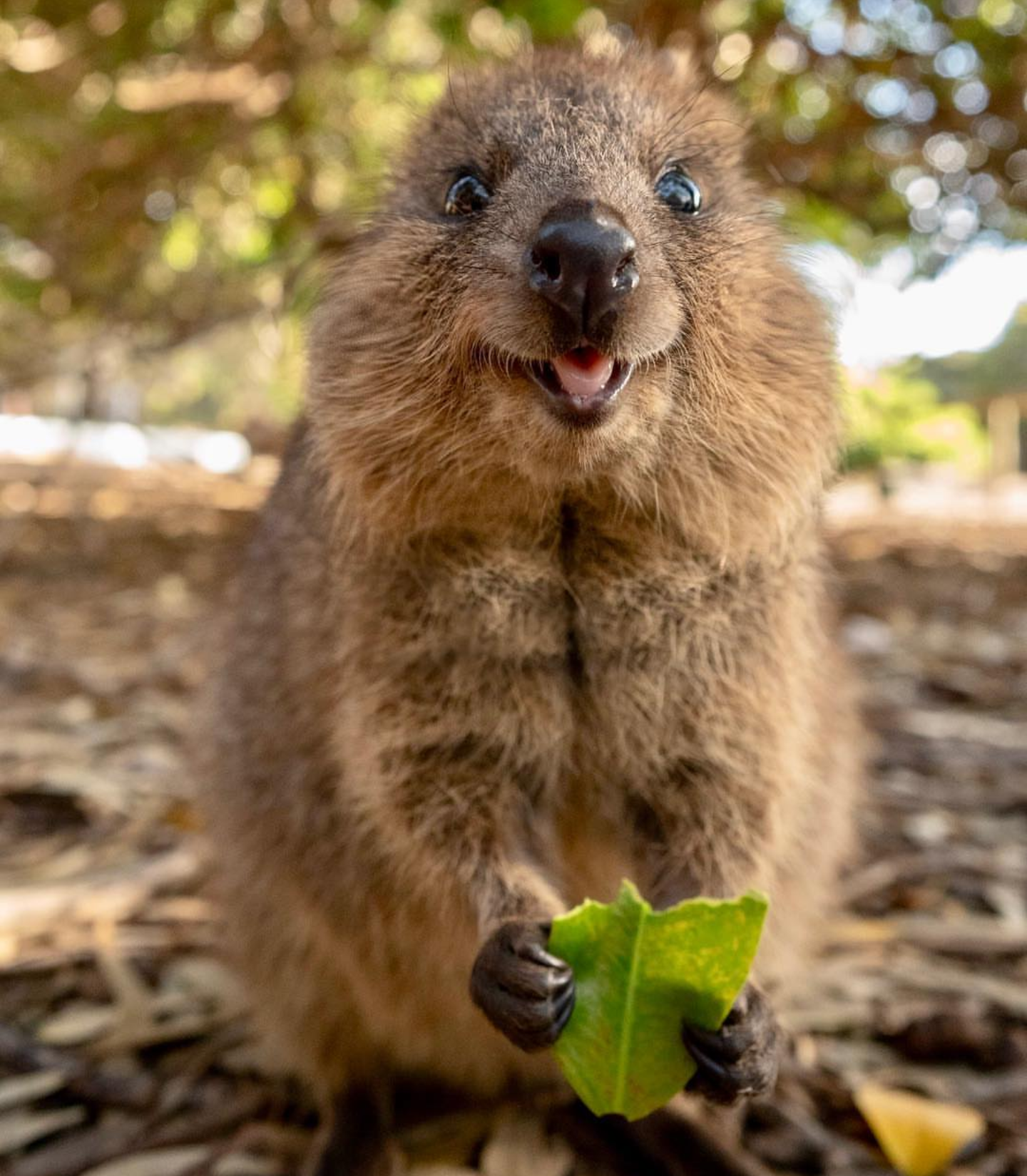 Happy Quokk - Quokka, Happiness, Animals, 