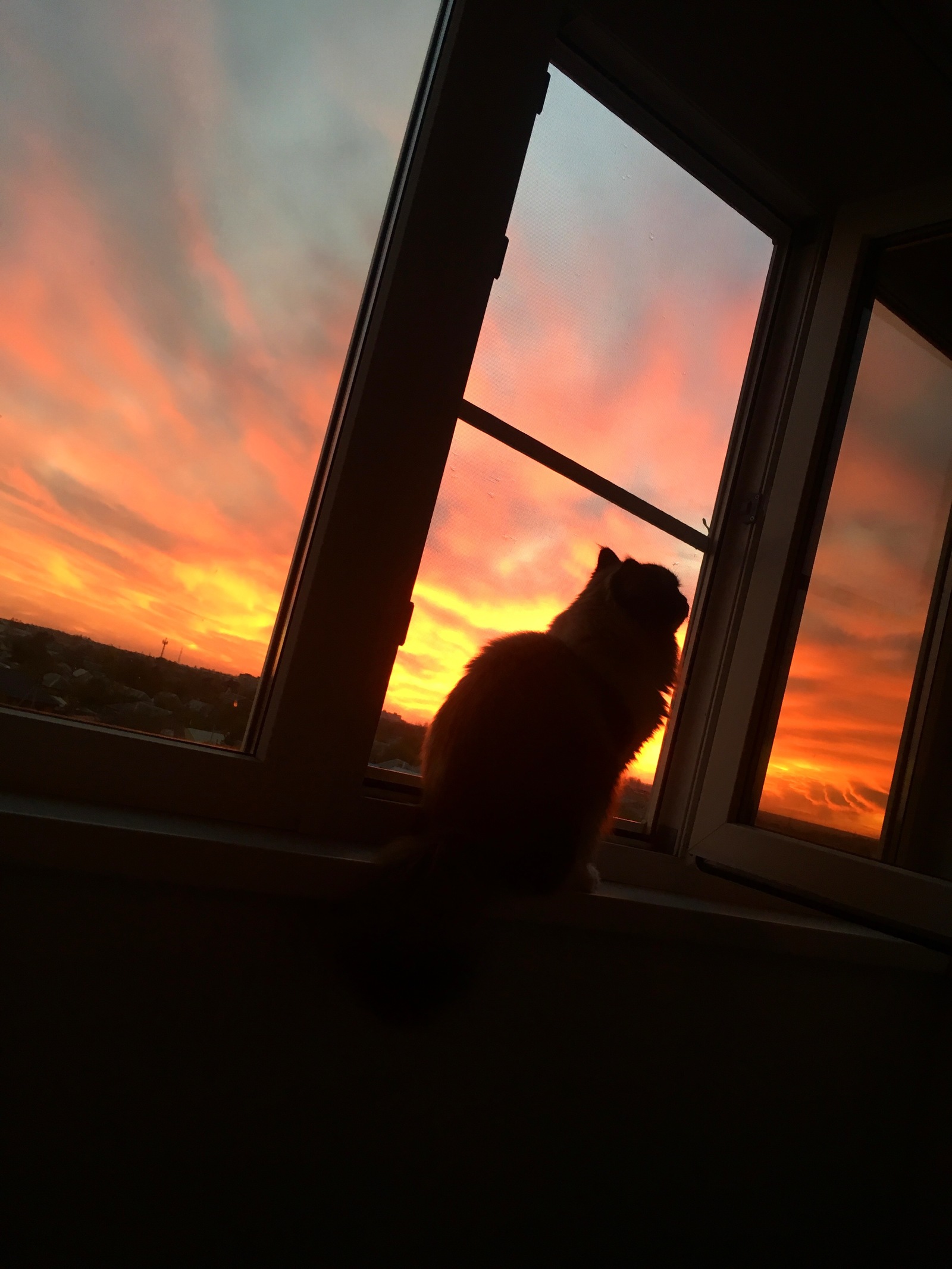 And from our window .. - My, Mike, Ragdoll, cat, Sunset