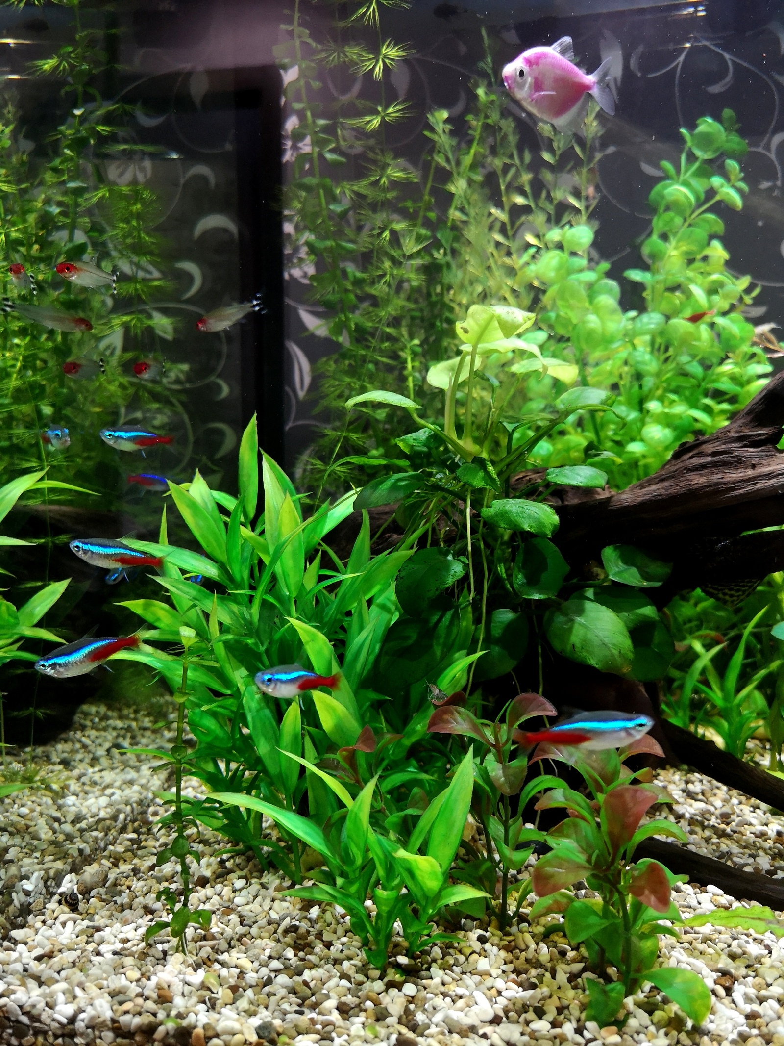 Aquarium with artificial plants 2 months later - My, Aquarium, The photo, Aquarium fish, Longpost, cat