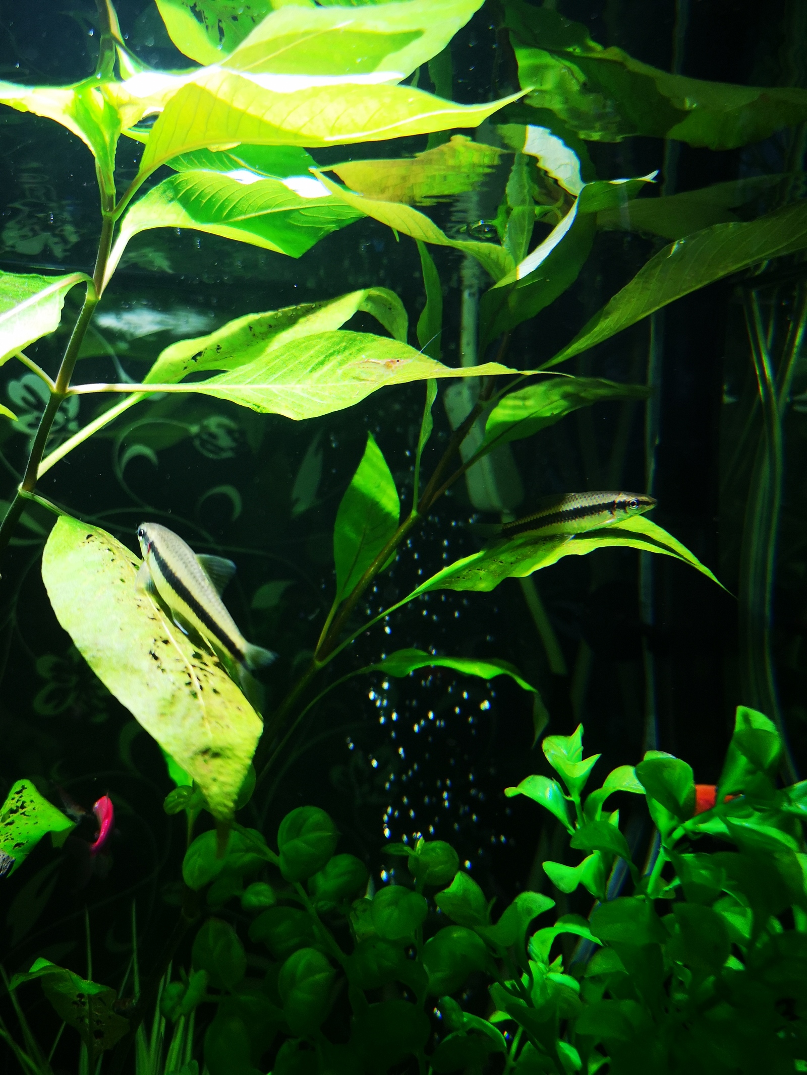 Aquarium with artificial plants 2 months later - My, Aquarium, The photo, Aquarium fish, Longpost, cat