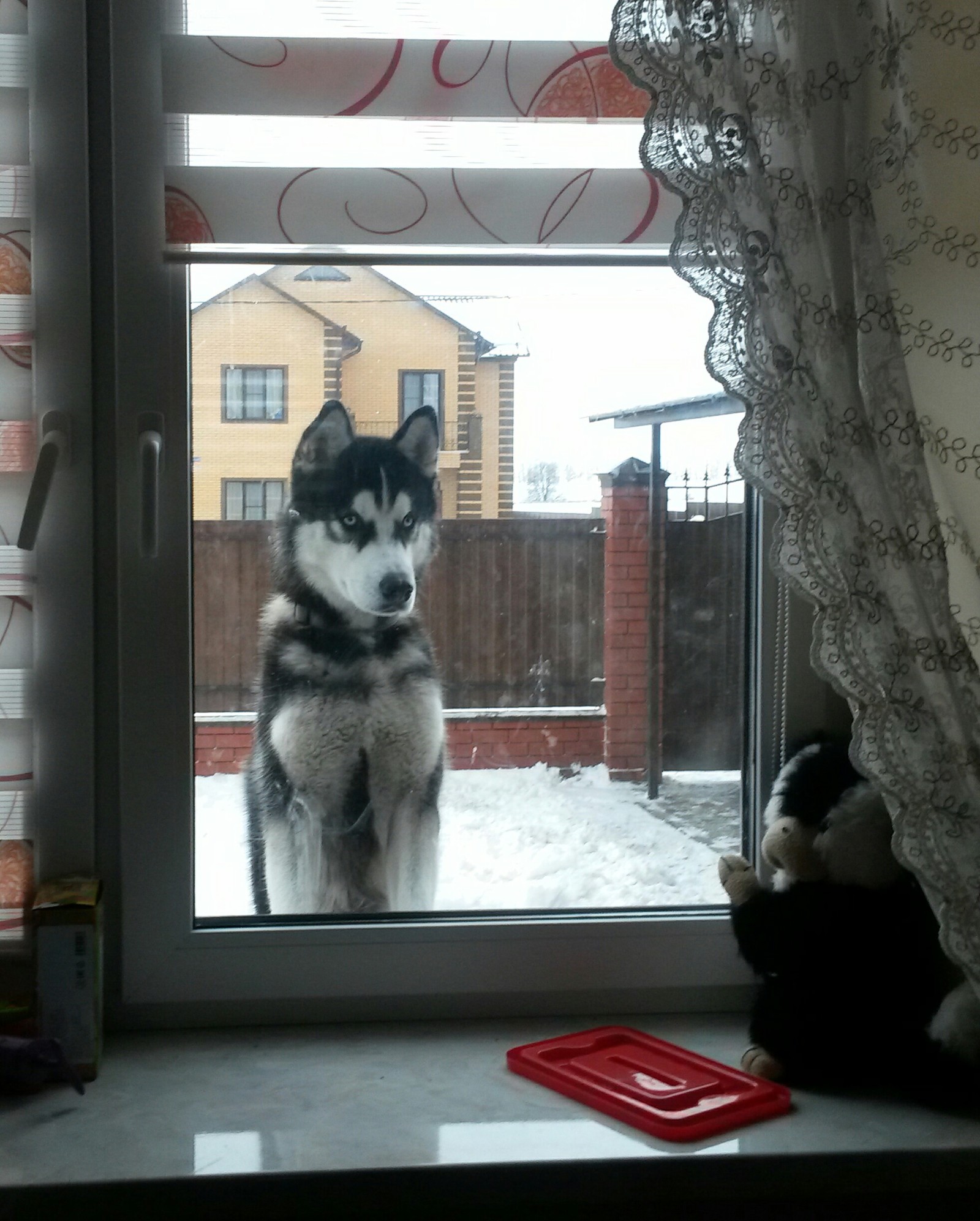 Play! - My, Dog, Husky, Archie, Good morning, Dog days, Longpost