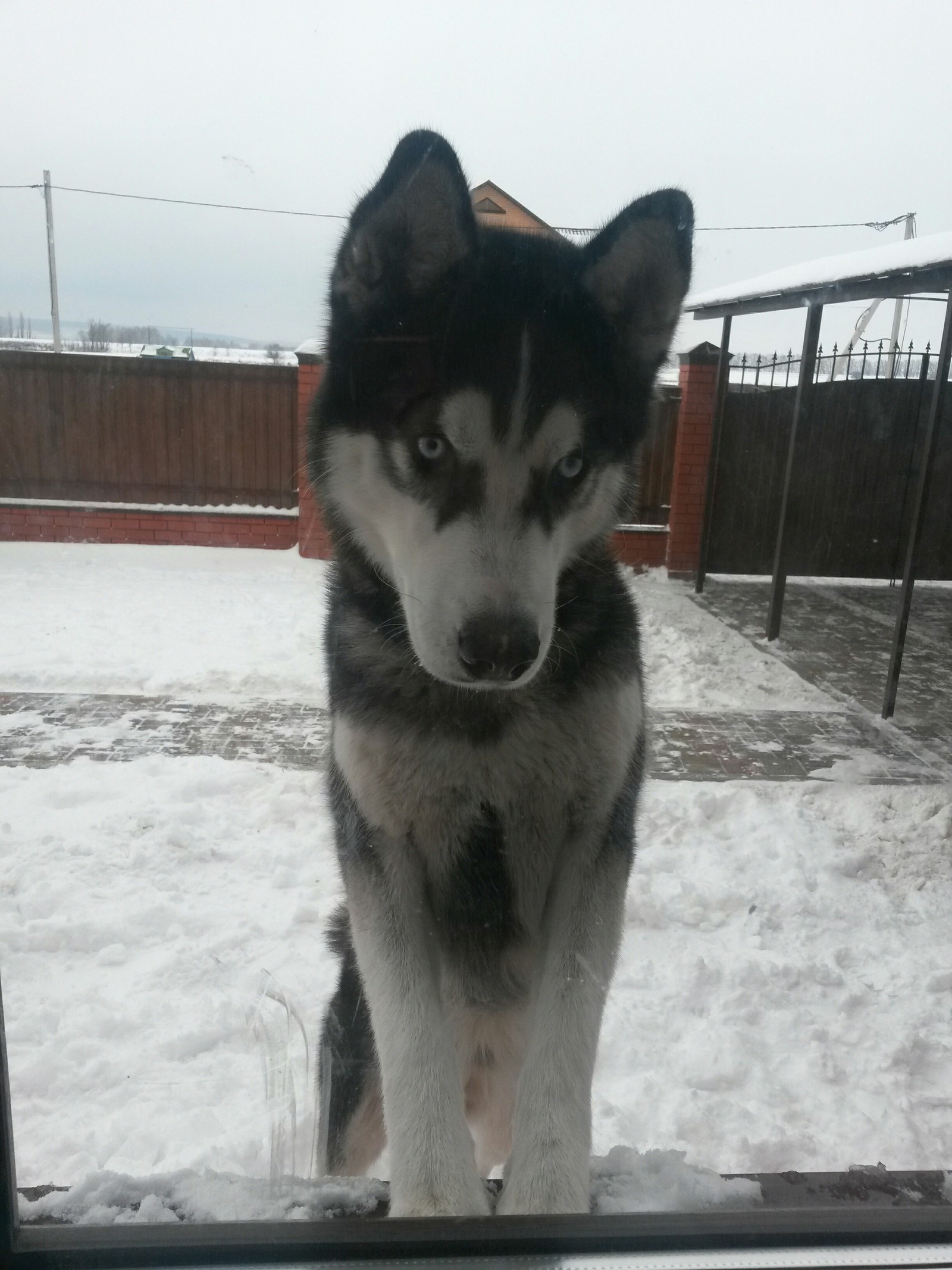 Play! - My, Dog, Husky, Archie, Good morning, Dog days, Longpost