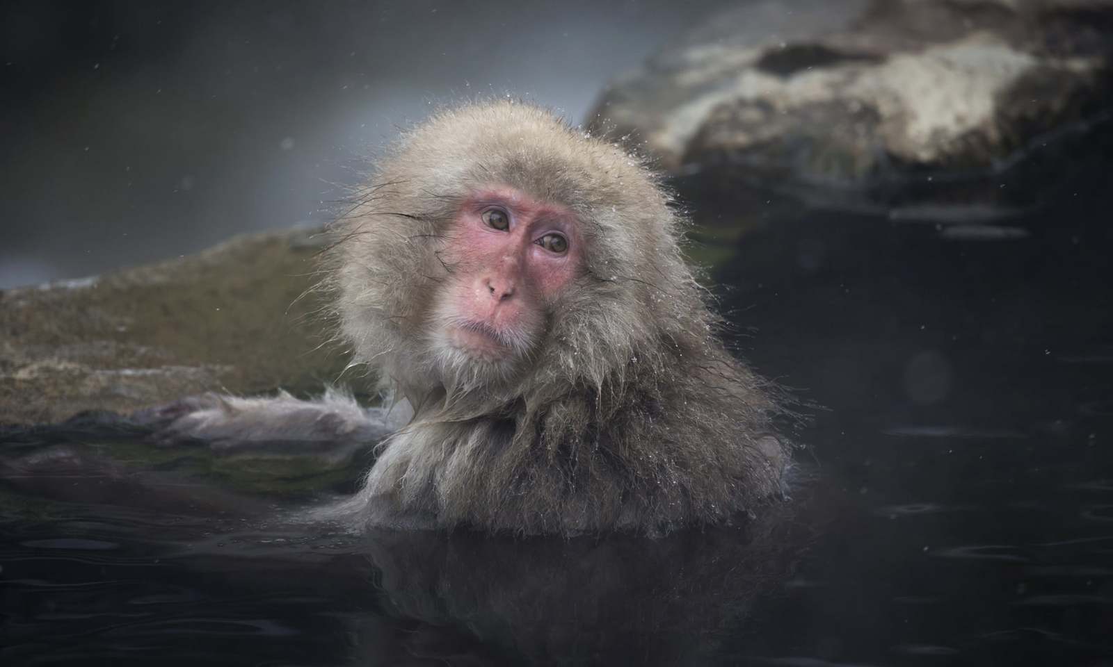 Water procedures - Toque, Monkey, Zoo, Animals, The photo, Japan