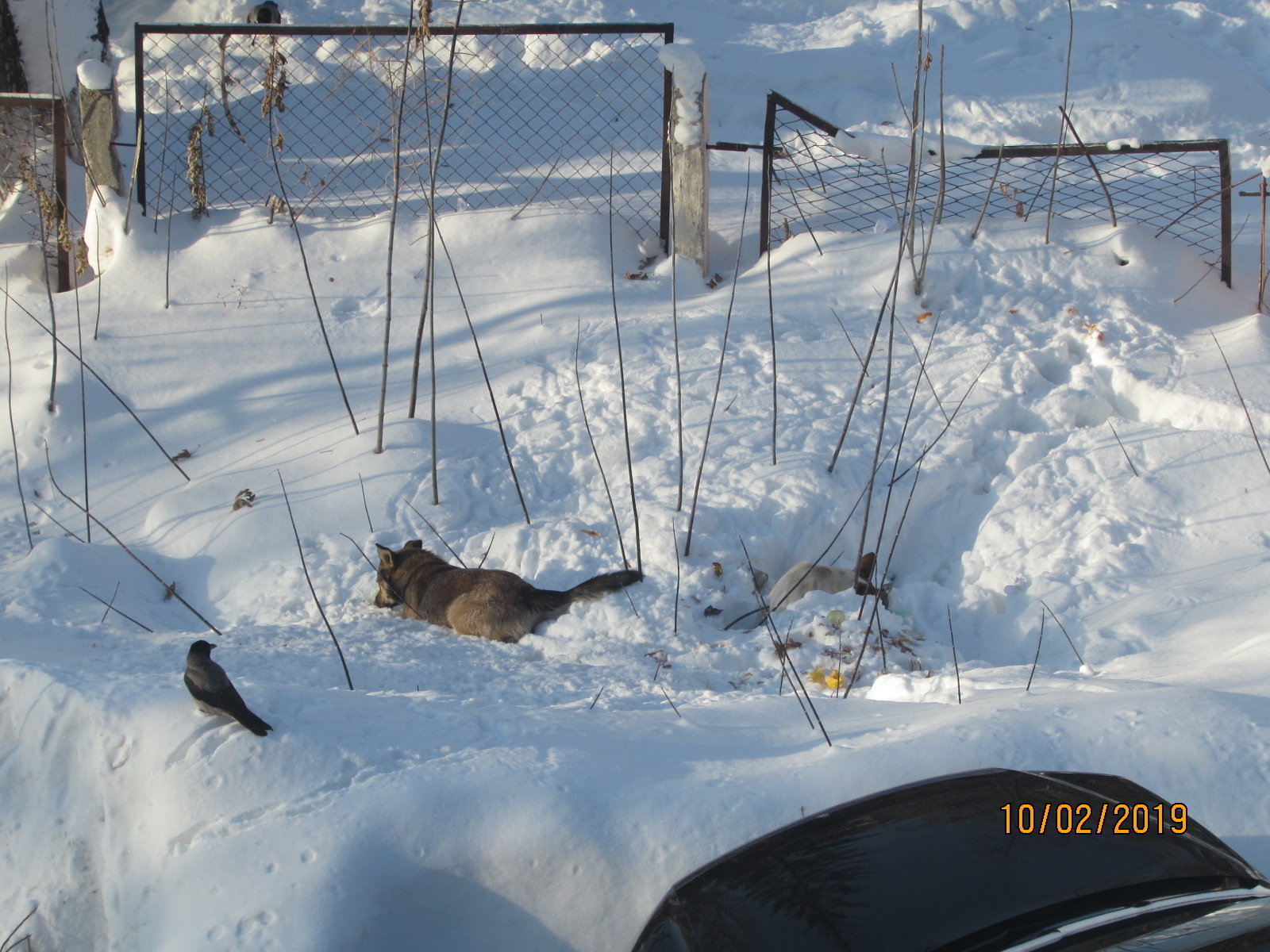 When too lazy to bring the garbage to the containers. - My, Samara, Garbage, Stray dogs, Crow, Longpost