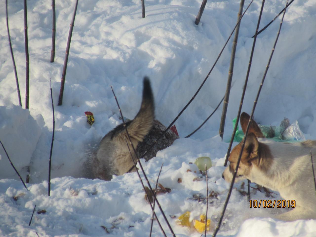 When too lazy to bring the garbage to the containers. - My, Samara, Garbage, Stray dogs, Crow, Longpost