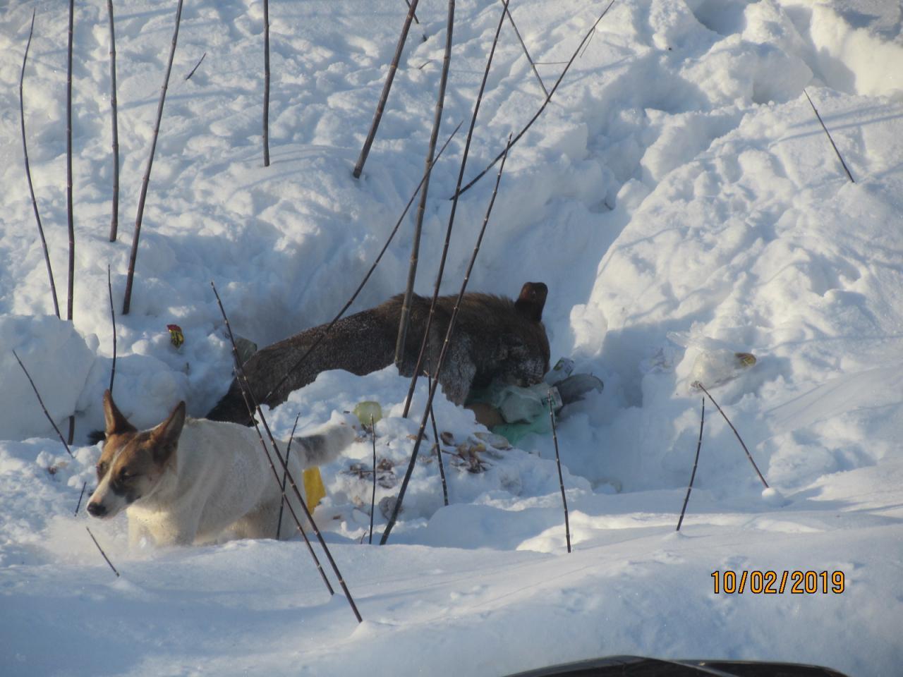 When too lazy to bring the garbage to the containers. - My, Samara, Garbage, Stray dogs, Crow, Longpost