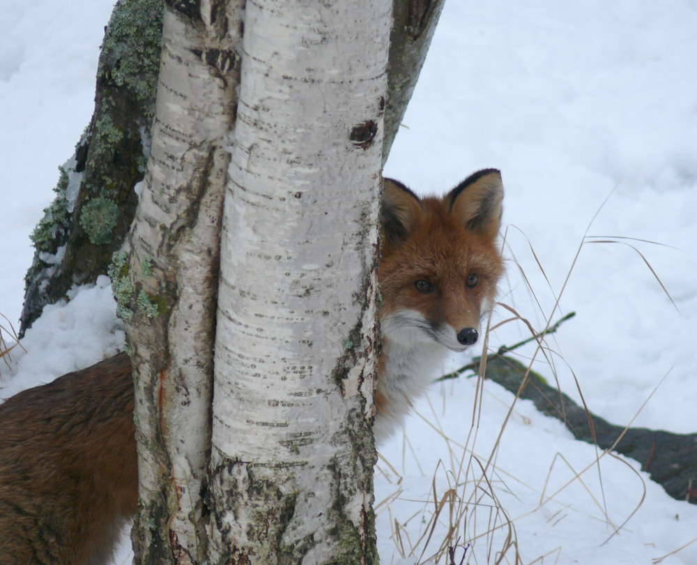 Foxes and pasta - My, Fox, Animals, Longpost, Pasta