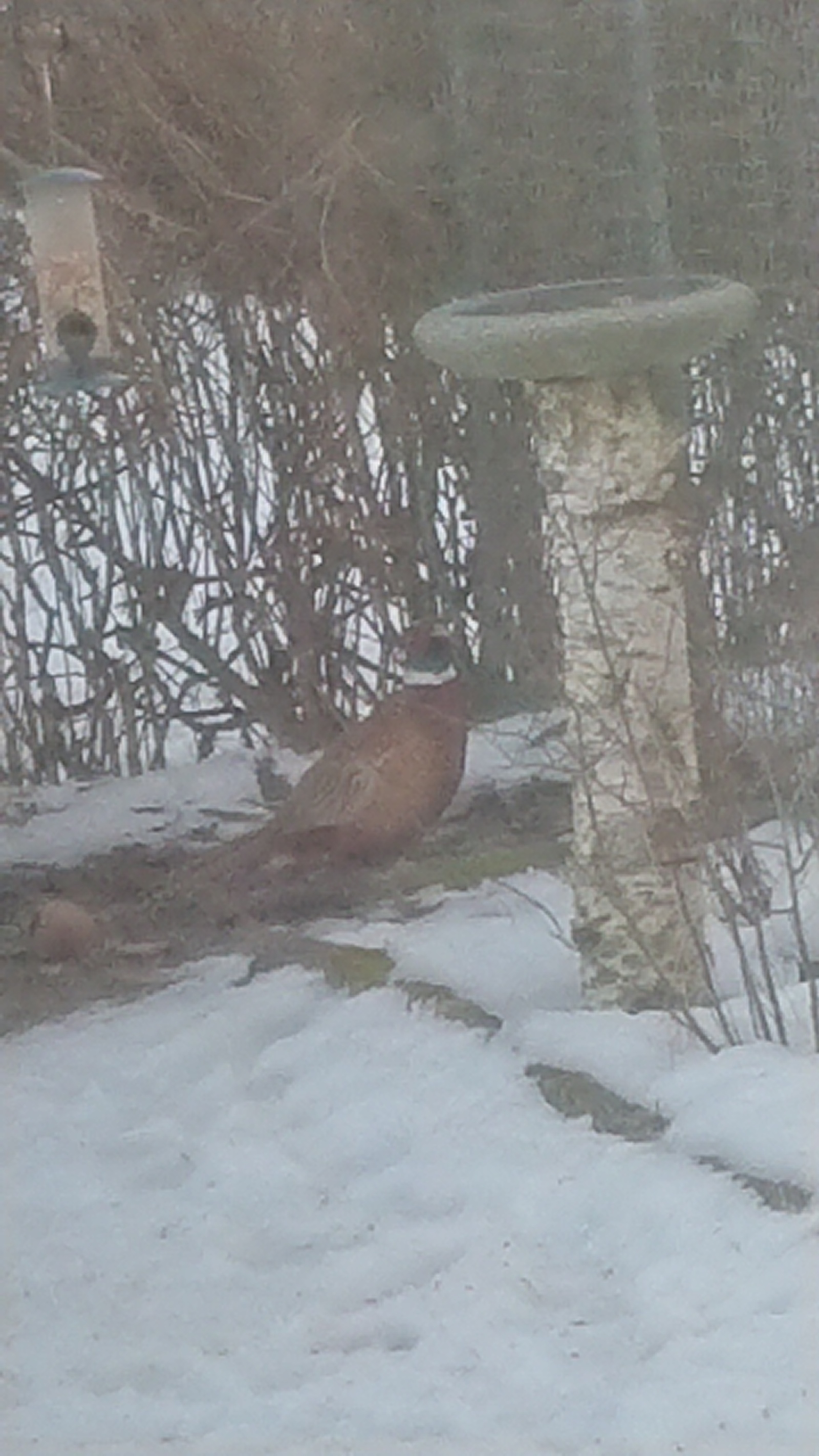 Pheasant - My, Nature, Birds, Pheasant, Longpost