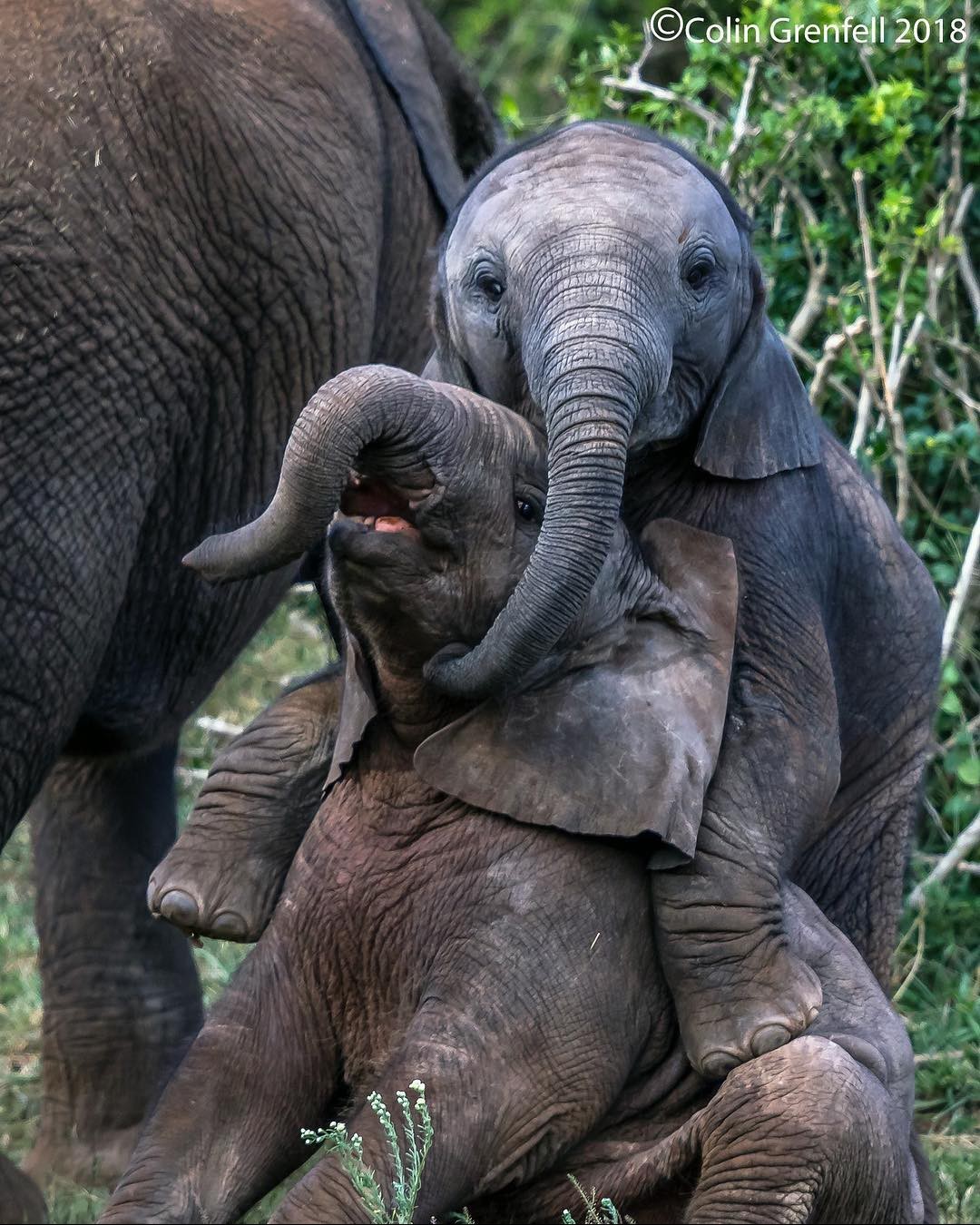 friendly meeting - The photo, Young, Elephants, wildlife, Milota