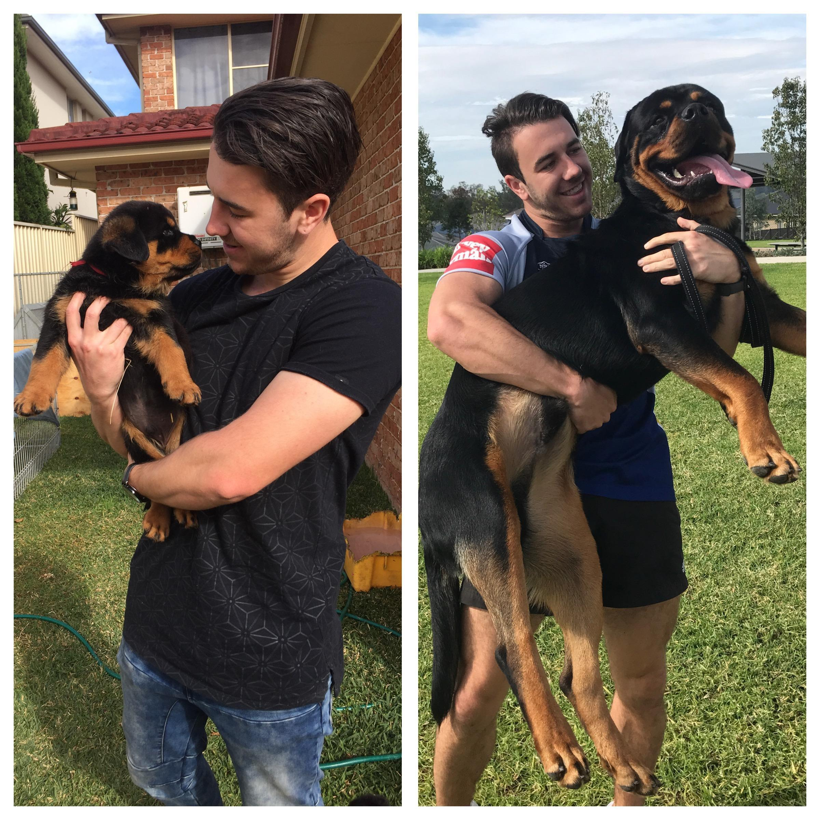 Before and after - Pets, Dog, It Was-It Was, Reddit, Rottweiler