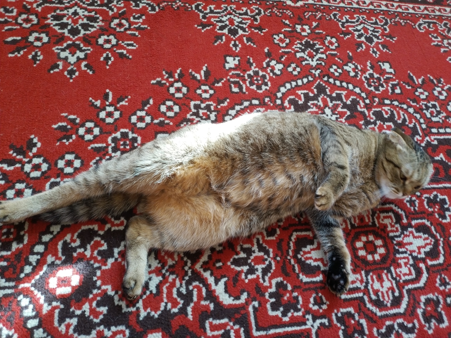 Today someone had a hearty lunch, then lay on the floor, rolled from side to side. - My, cat, Catomafia, Longpost