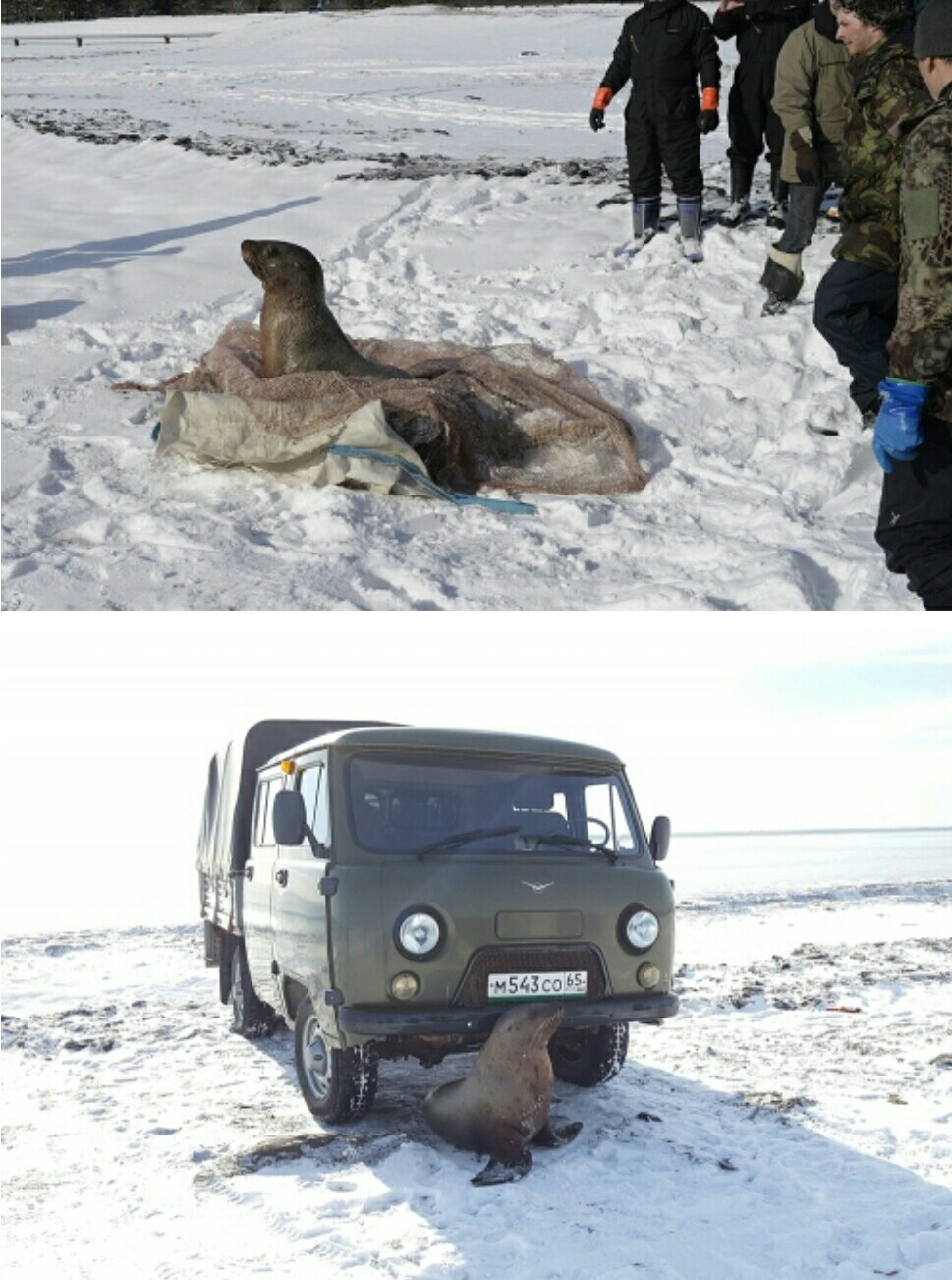 A sea lion lost in the forest was rescued on Kunashir Island of the Kuril Ridge - Kunashir, Kurile Islands, Sea lions, Marine life, Animal Rescue, Longpost