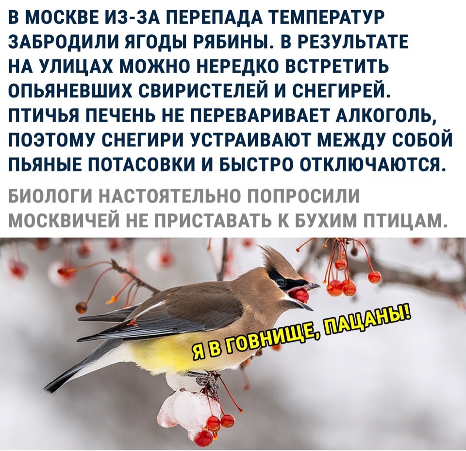 Осторожно ..... - Пьяные, Птицы, ВКонтакте