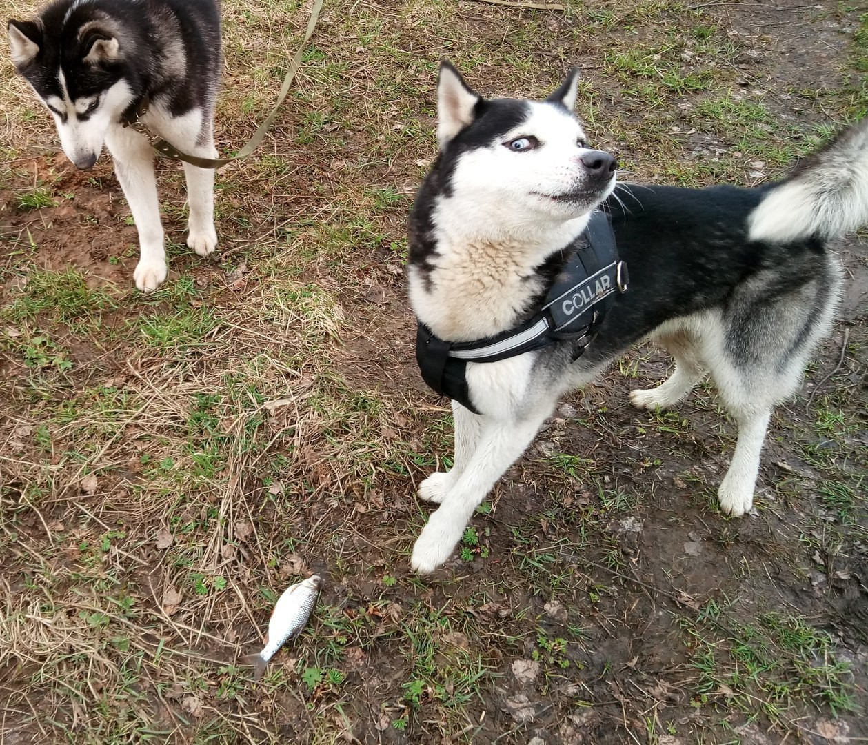 X-charisma - My, Husky, Siberian Husky, Fishing, Riding, Dog