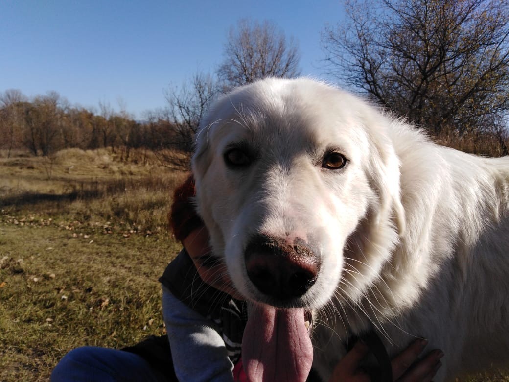 Our history of an Italian in Russia (maremma) - My, Dog, Foundling, Maremma, Animal shelter, Baloo, Milota, Longpost