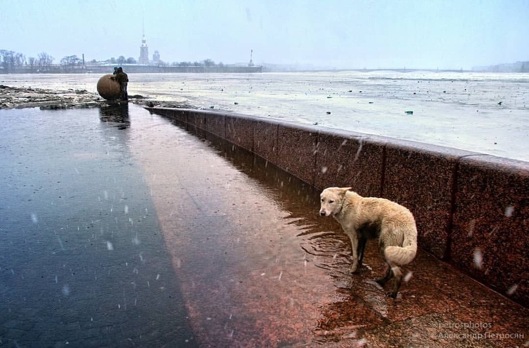 Чисто Питерский пейзаж - Санкт-Петербург, Стрелка Васильевского острова, Февраль, Собака, Грусть, Фотография