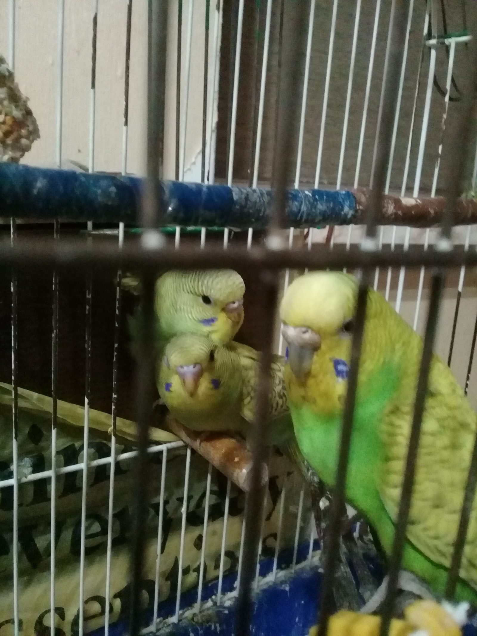 The birds have grown - My, A parrot, Budgies, Birds, Milota, Longpost