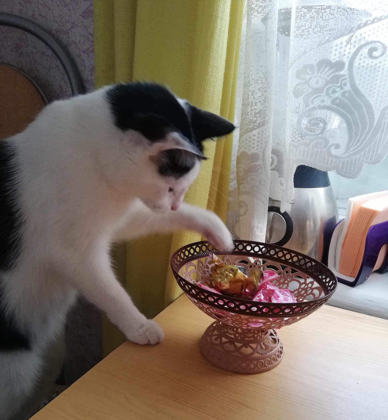 Candy thief, caught at the scene of the crime - My, cat, Candy, Robbery, Longpost