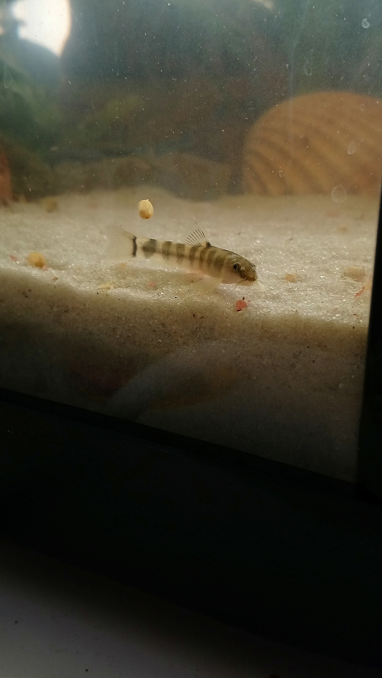 Tell me what kind of fish - My, No rating, Aquarium fish, Help, tell, Longpost