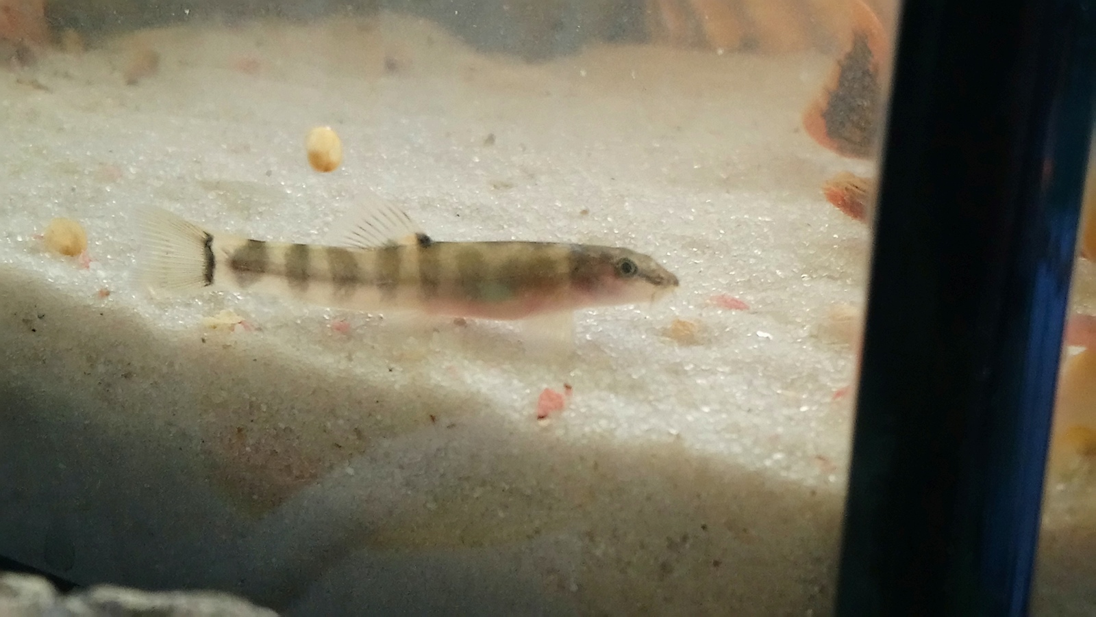 Tell me what kind of fish - My, No rating, Aquarium fish, Help, tell, Longpost