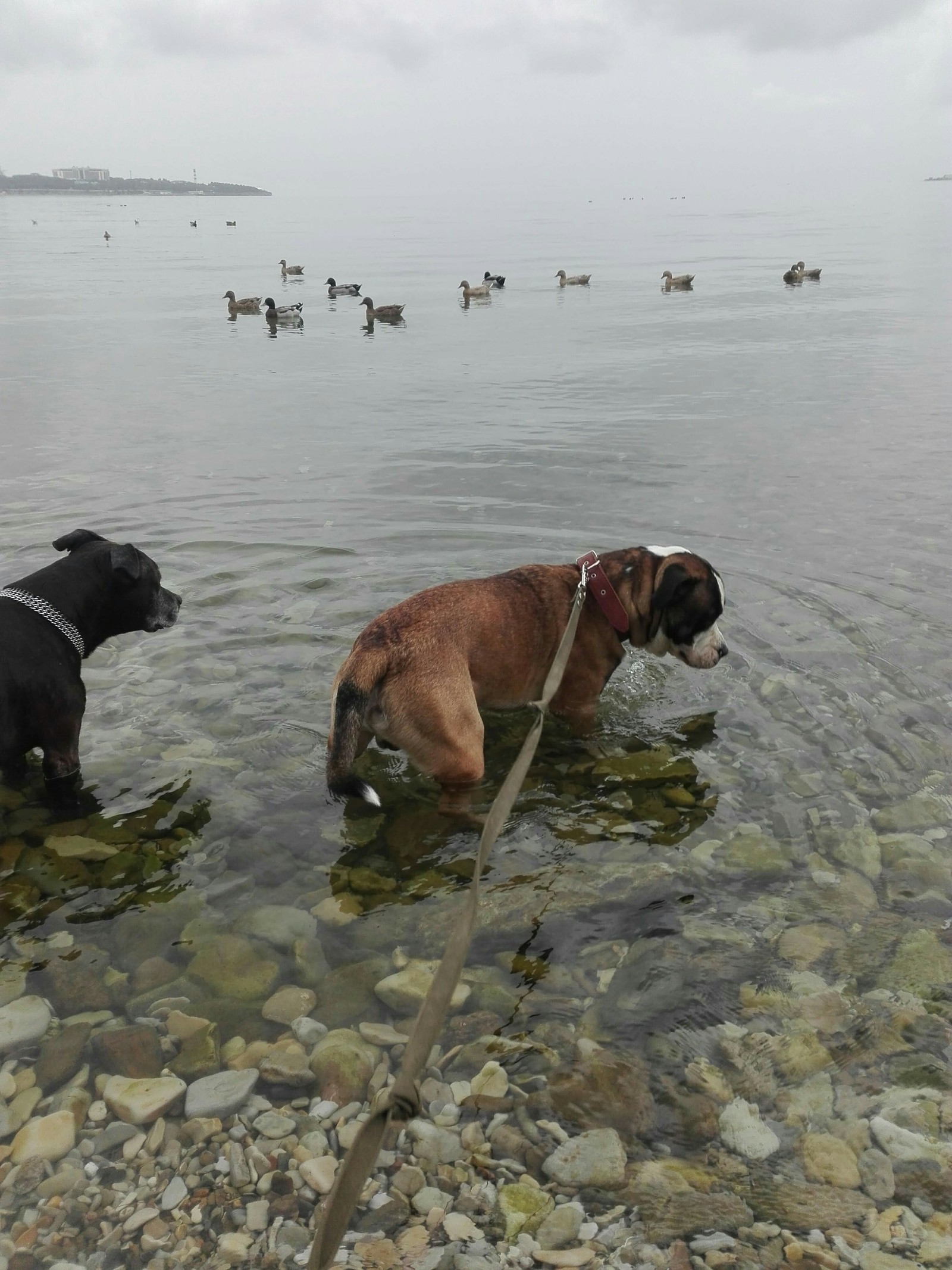 Sea. - My, Dog, Black Sea, Gelendzhik, Wild ducks, Longpost