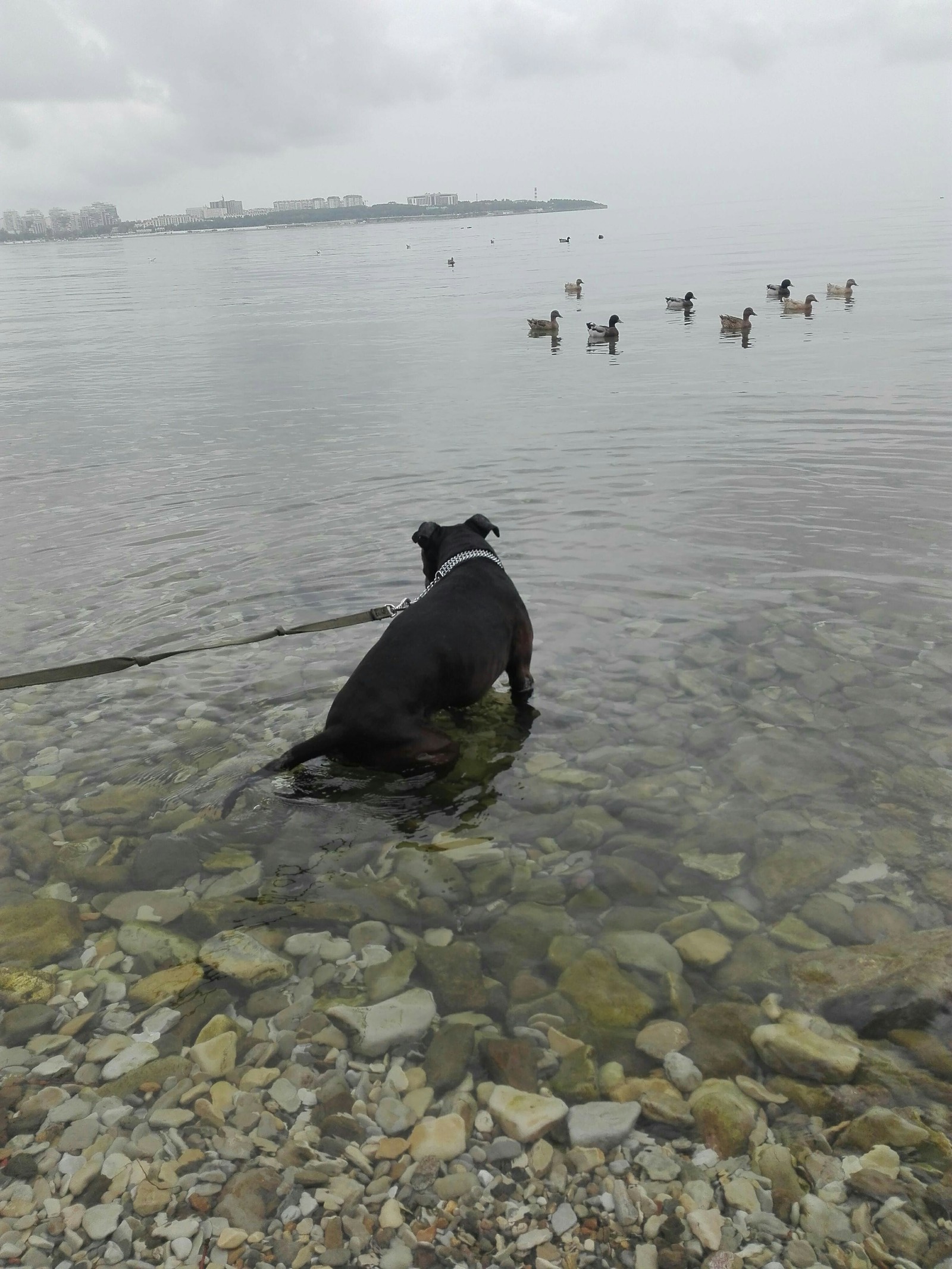 Sea. - My, Dog, Black Sea, Gelendzhik, Wild ducks, Longpost