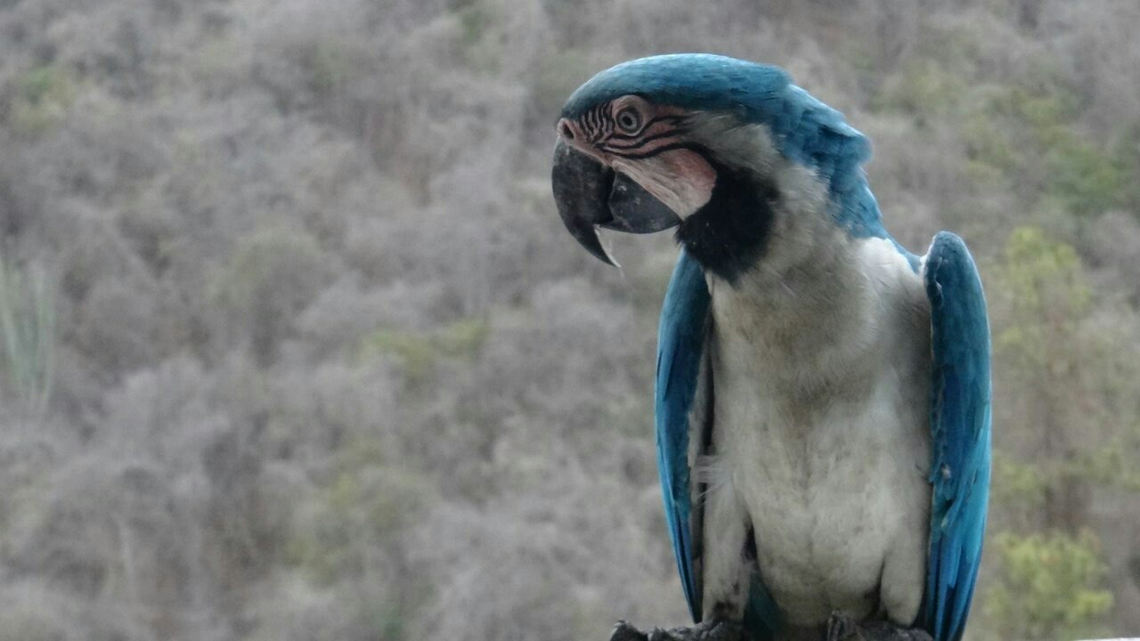 Beautiful color - Macaw parrots, A parrot, Macaw, The photo