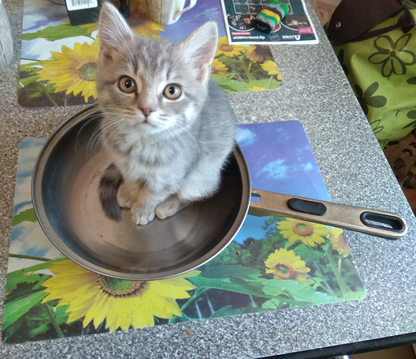 Как отучить кошку лазить по столам? | Пикабу