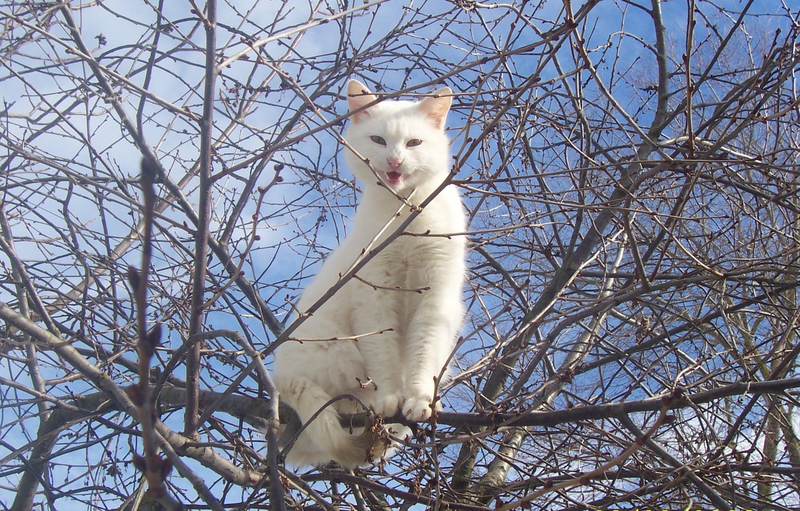 Беляк - Моё, Кот, Фотография