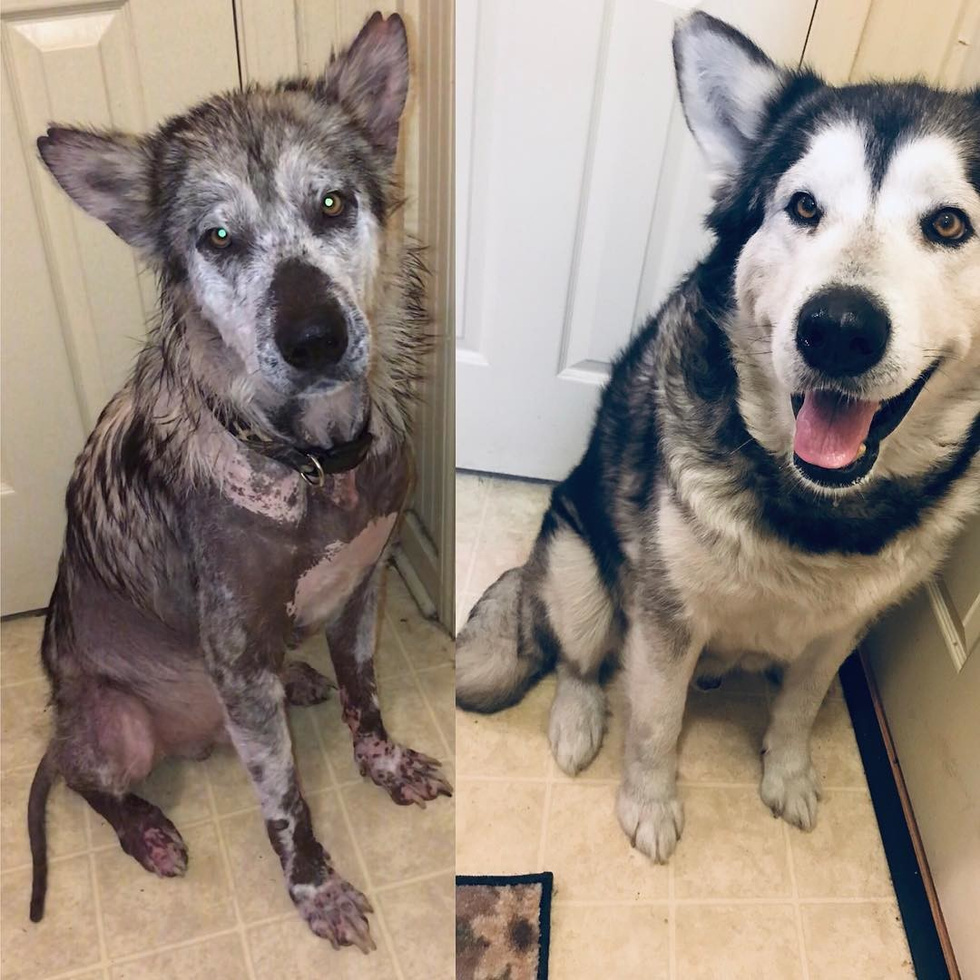 The dog who spent his whole life on a chain has changed beyond recognition - Animal Rescue, Dog, Longpost, Alaskan Malamute, It Was-It Was, Kindness, Positive