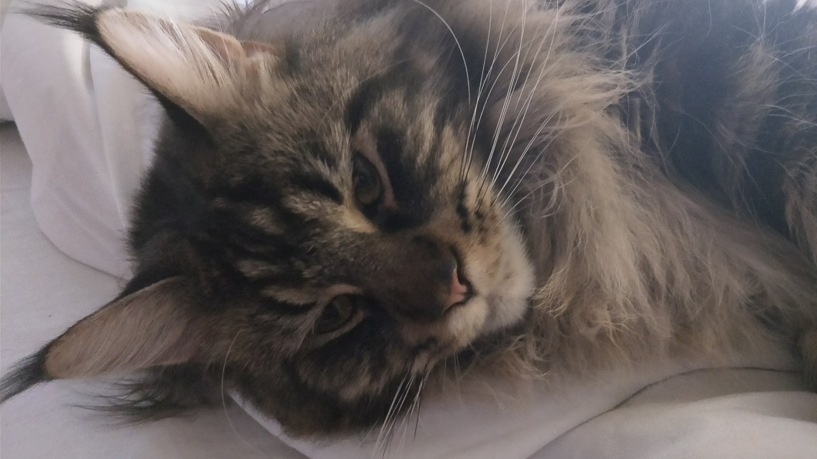 Jamon - My, cat, Maine Coon, Longpost, Pets