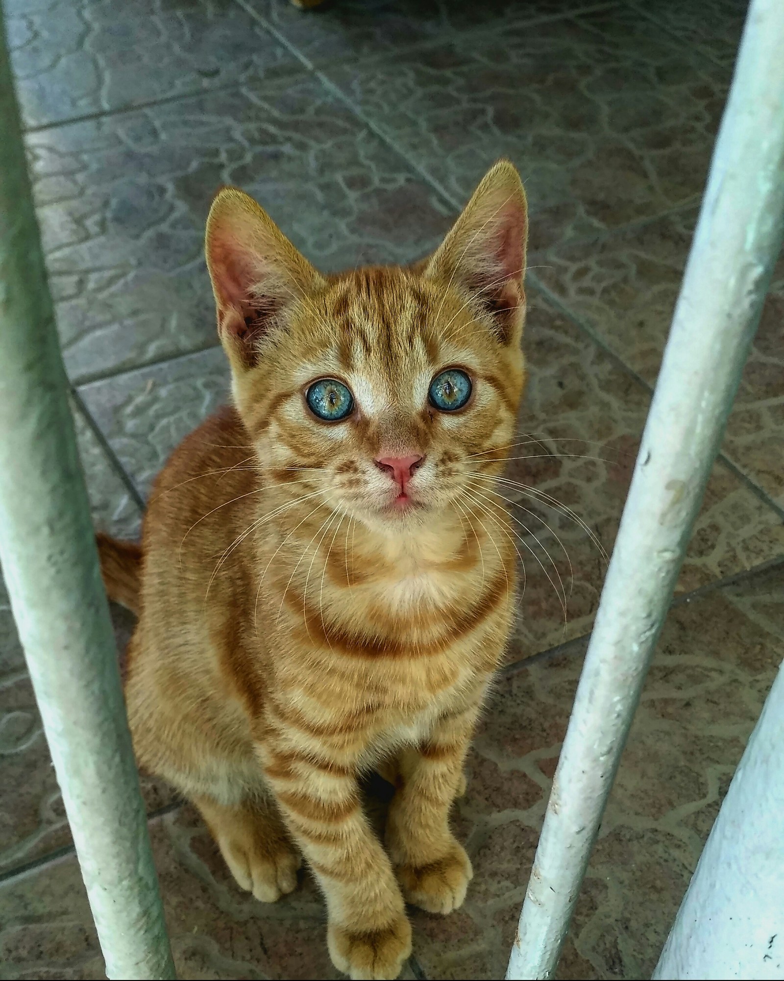 Redhead friend as a child - My, cat, Redheads, Eyes, Space