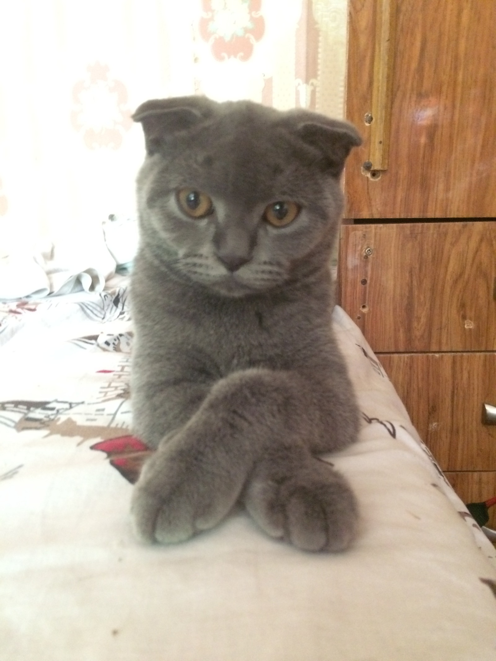 Nice - My, Scottish lop-eared, cat, Little, Pets, Small