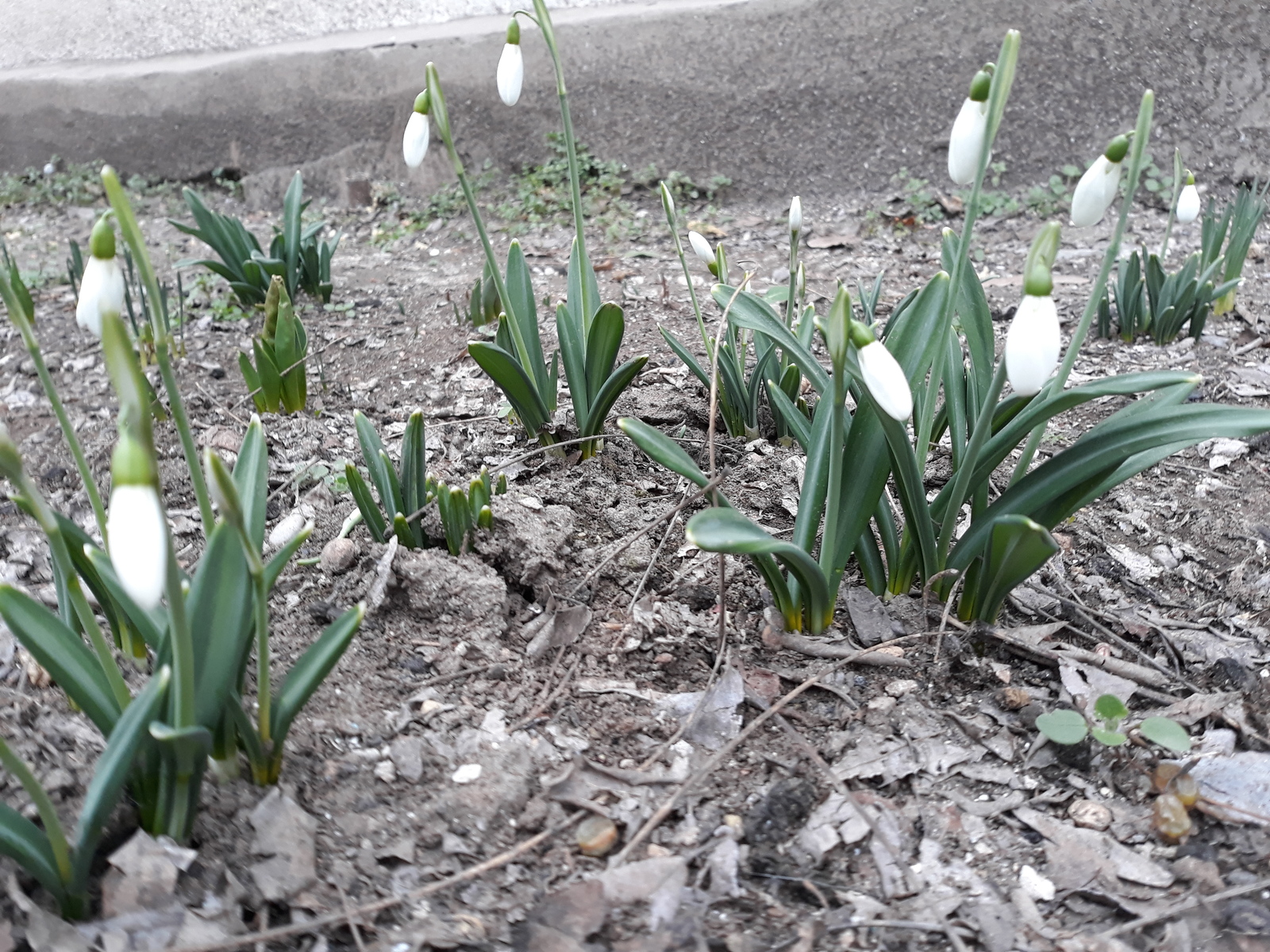 Crimea, February - My, Nature, Flowers, Snowdrops, beauty of nature, Crimea, Spring, Longpost, Snowdrops flowers